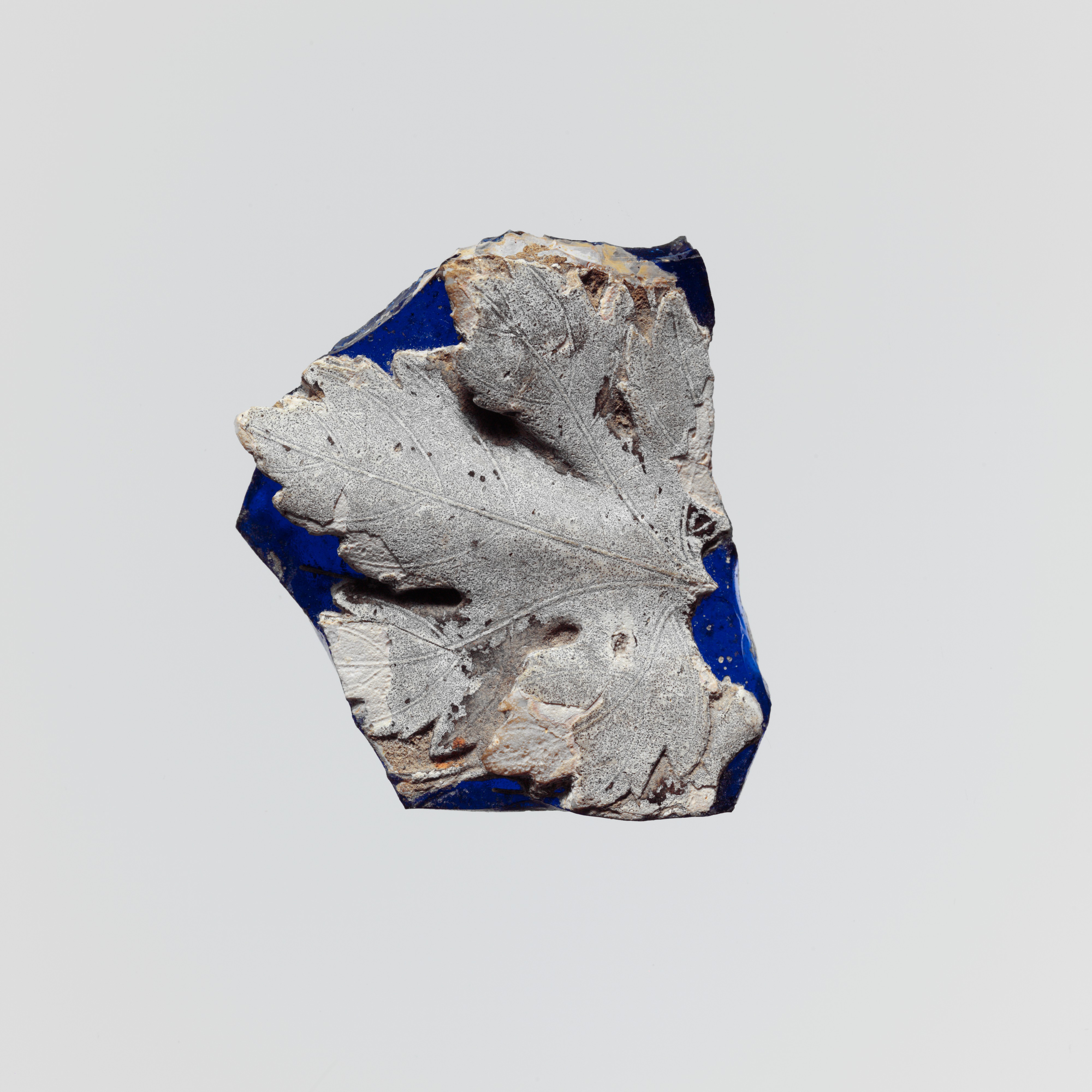 Leaf Impression Fossil Specimen