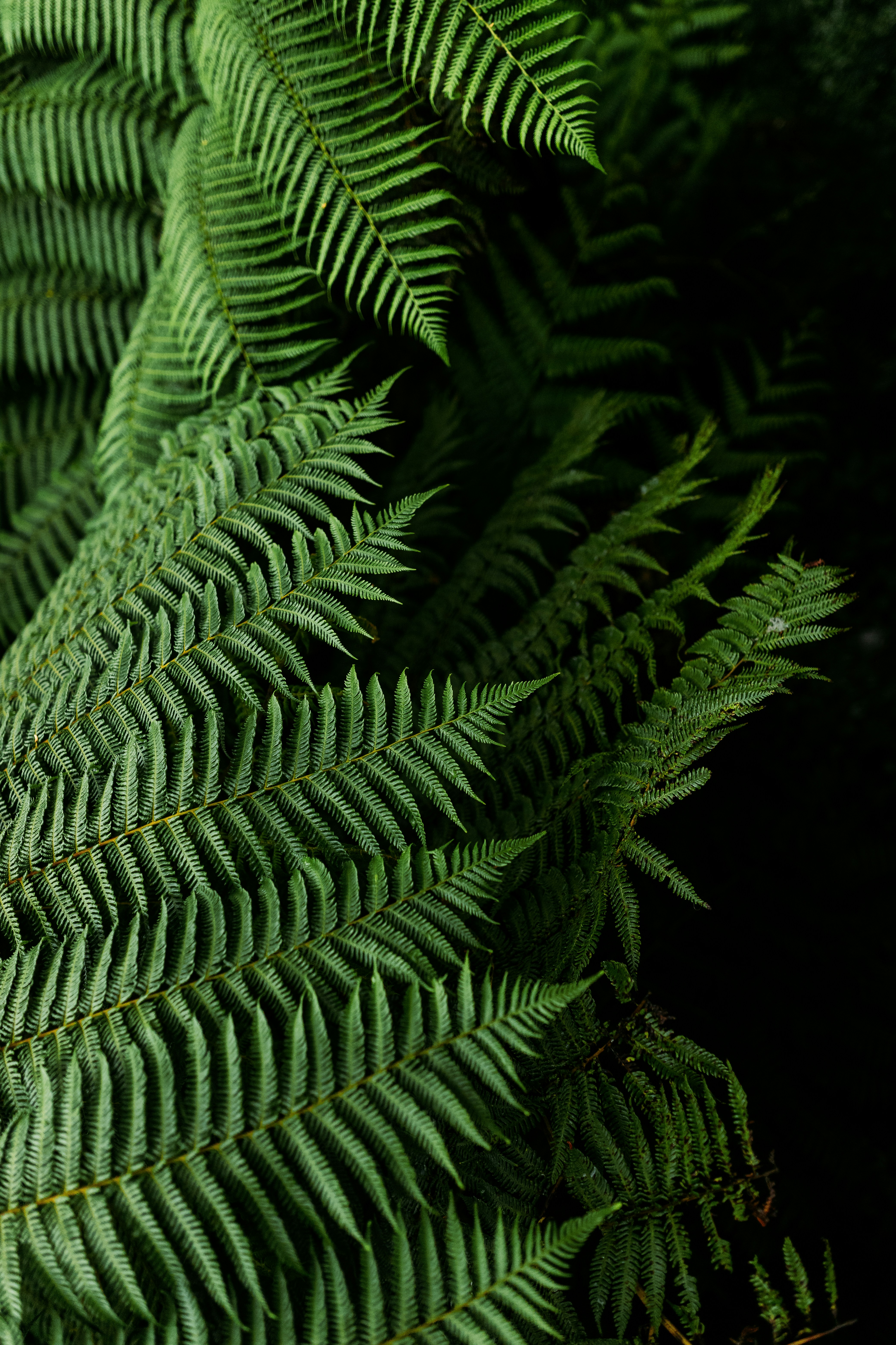Close-up of Lush Fern Leaves