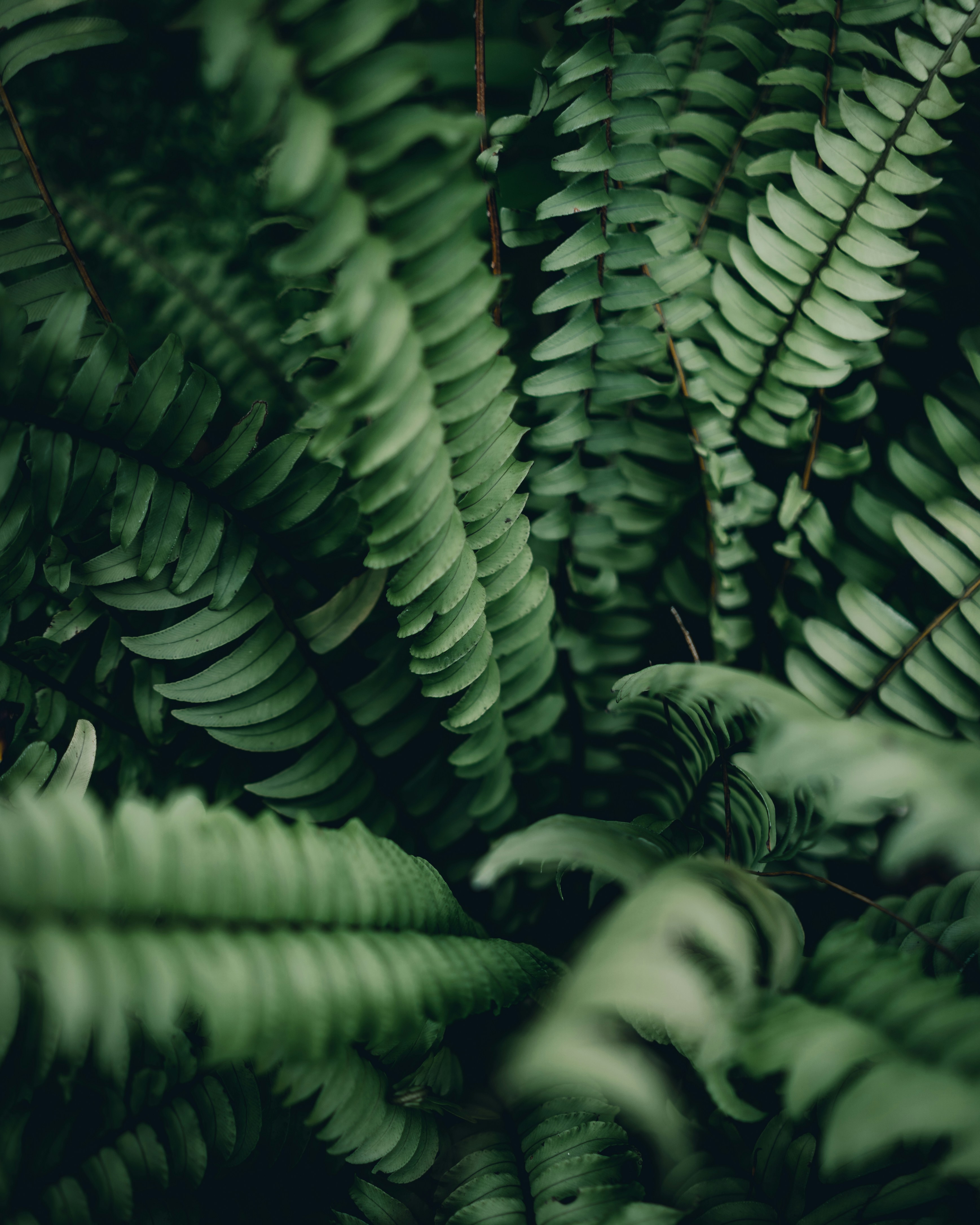 Close-up of Forest Fern Leaves