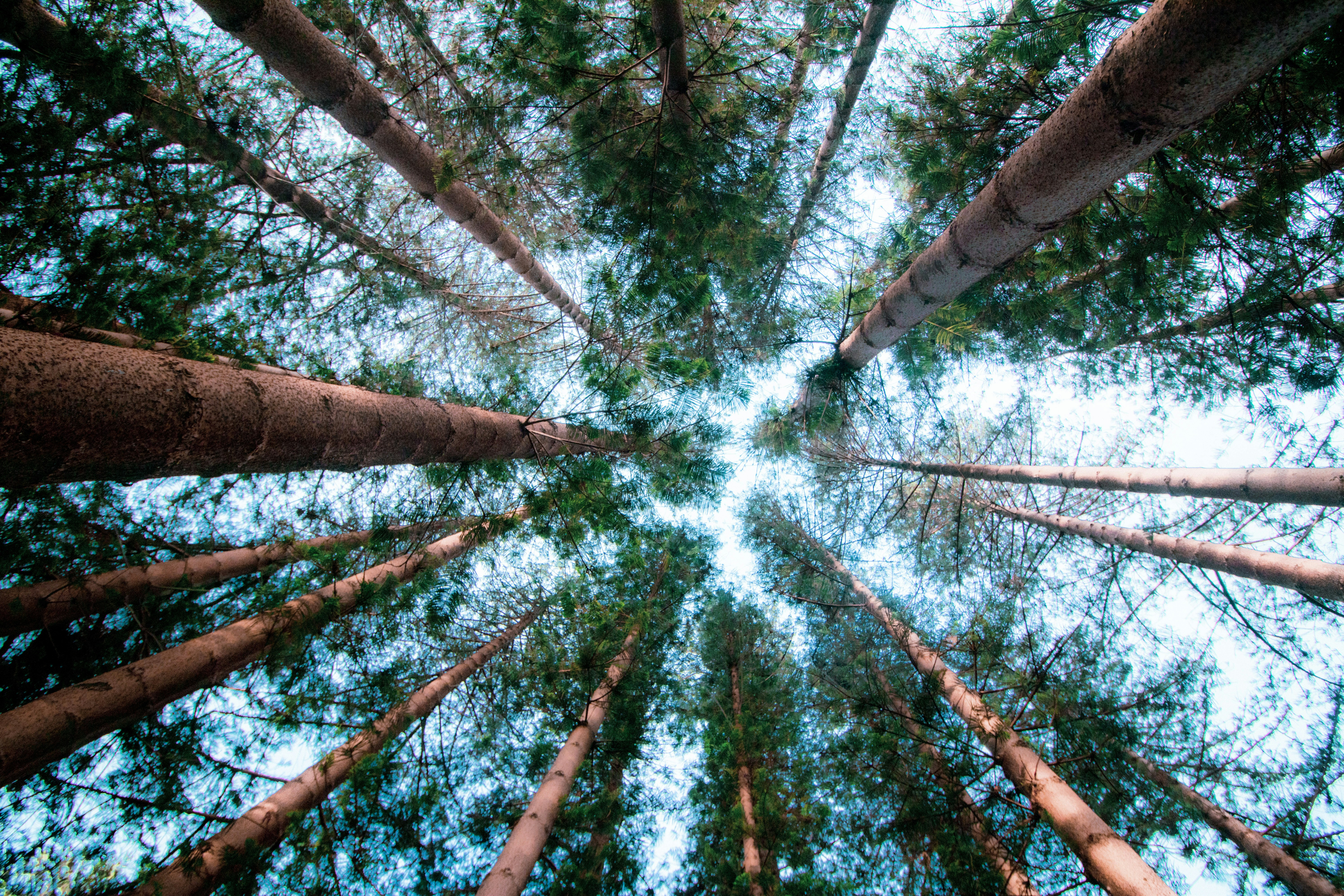 Low Angle View of Pine Forest