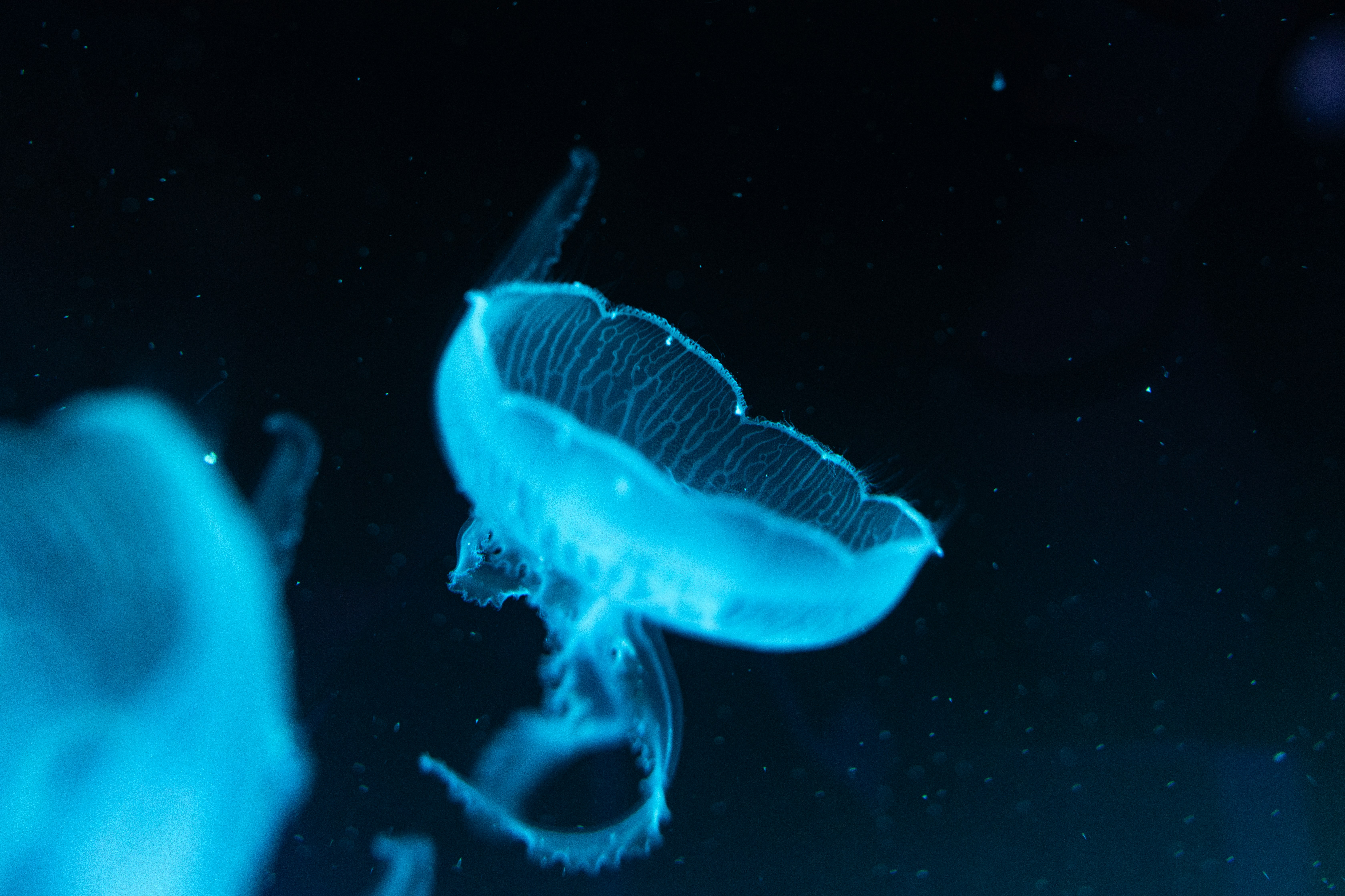 Glowing Blue Jellyfish Underwater