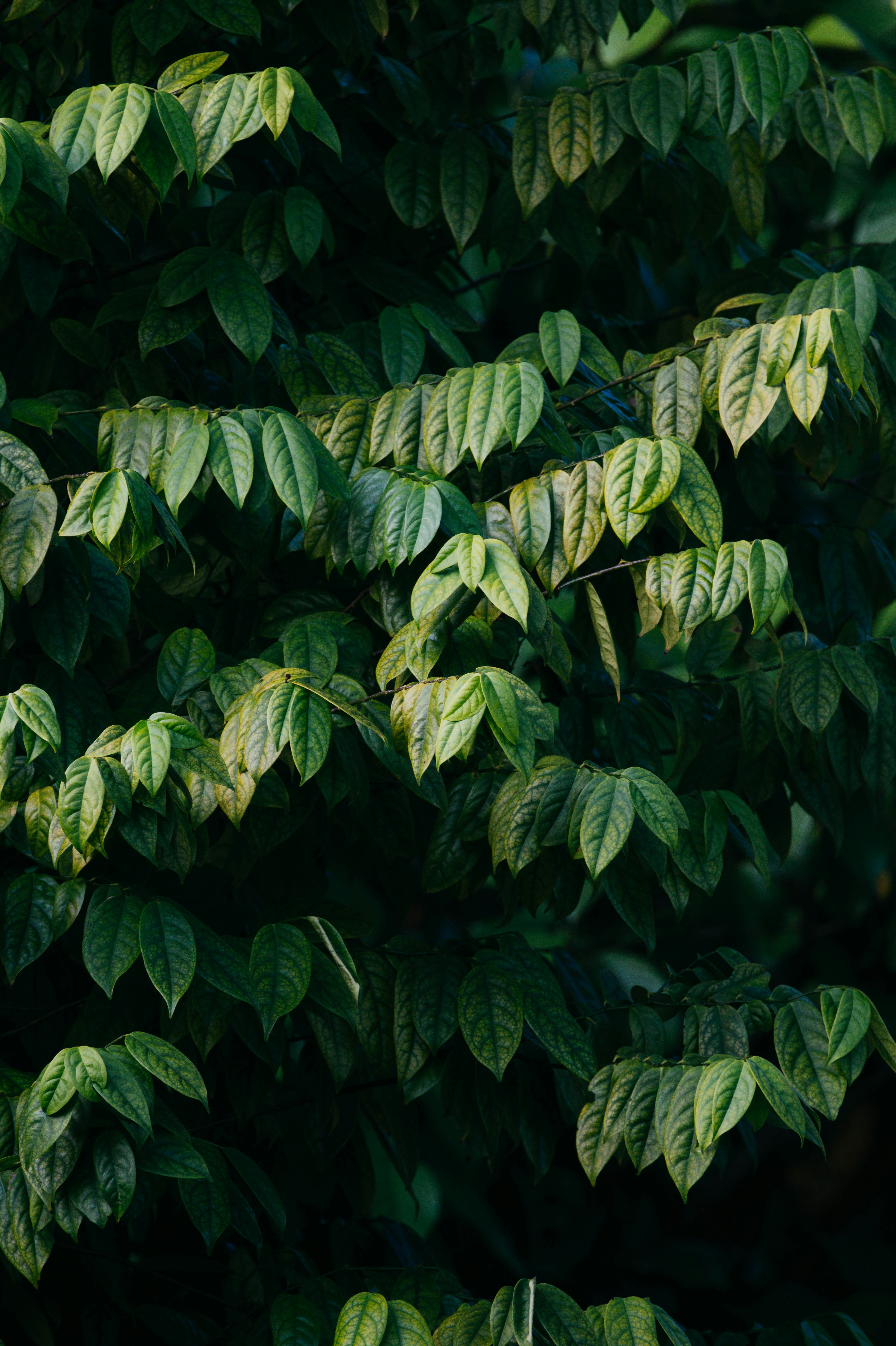 Dense Green Tree Leaves