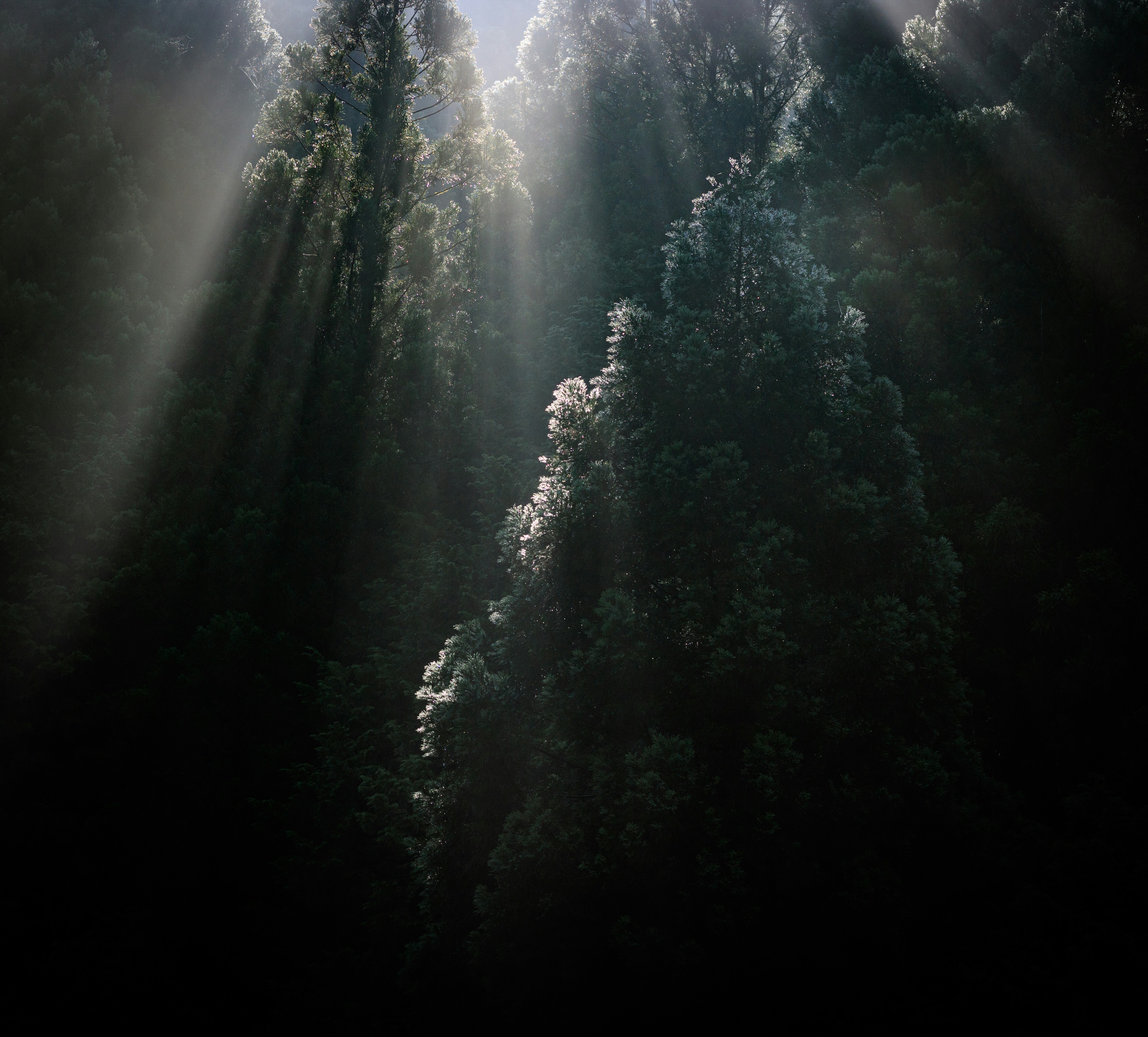 Sunbeams Through Dense Forest