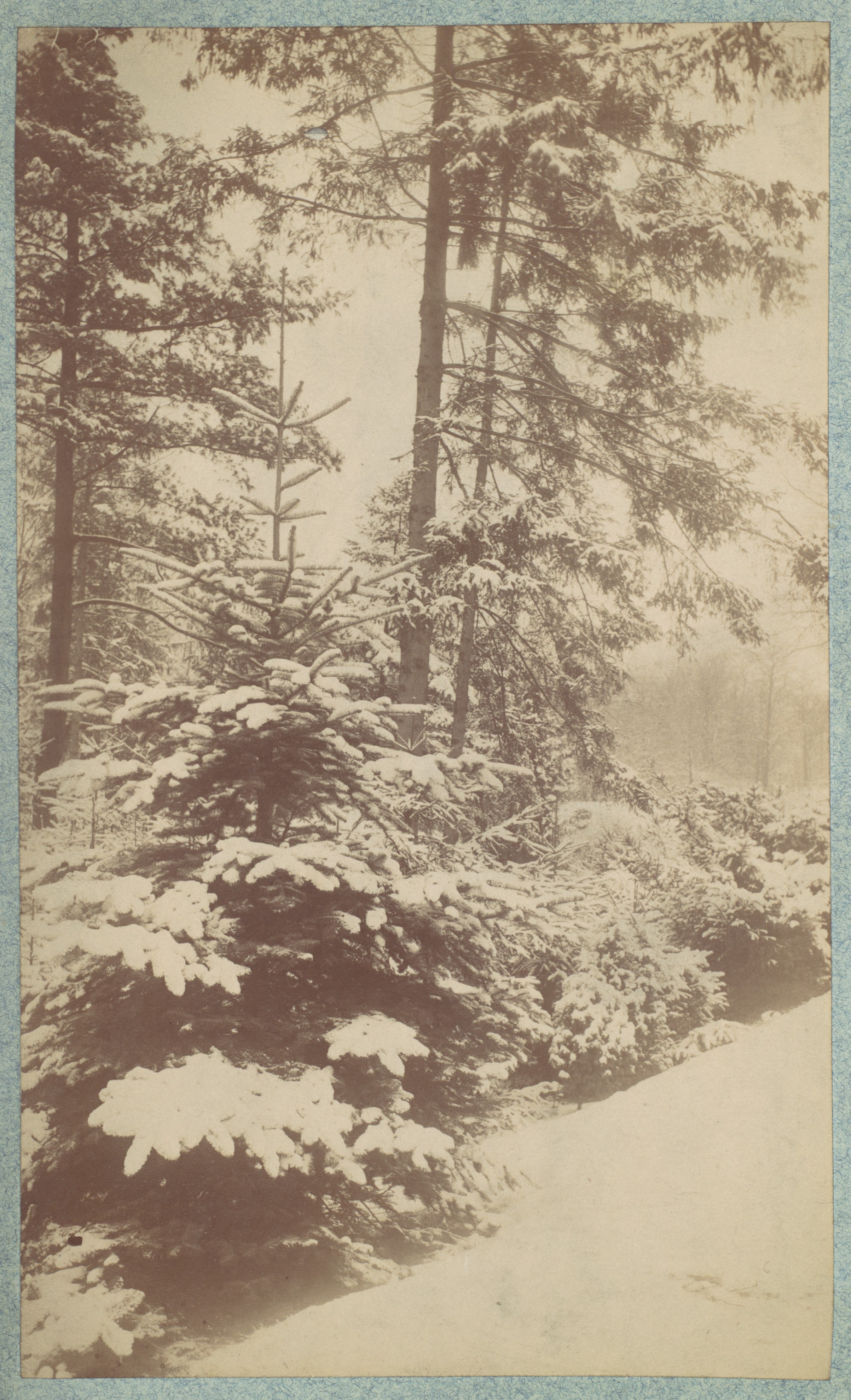 Snowy Winter Forest Scene