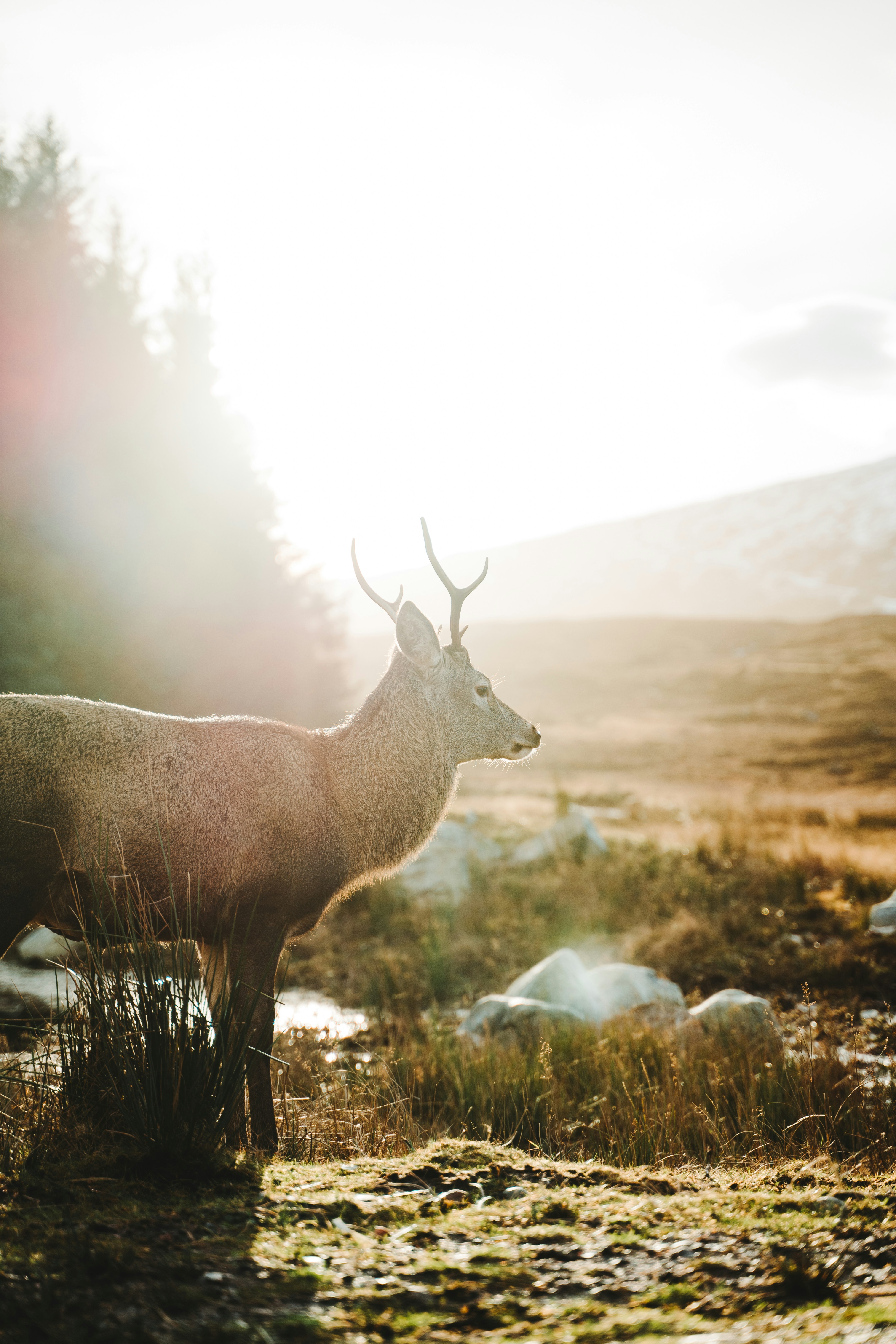 Stag on Sunlit Hillside