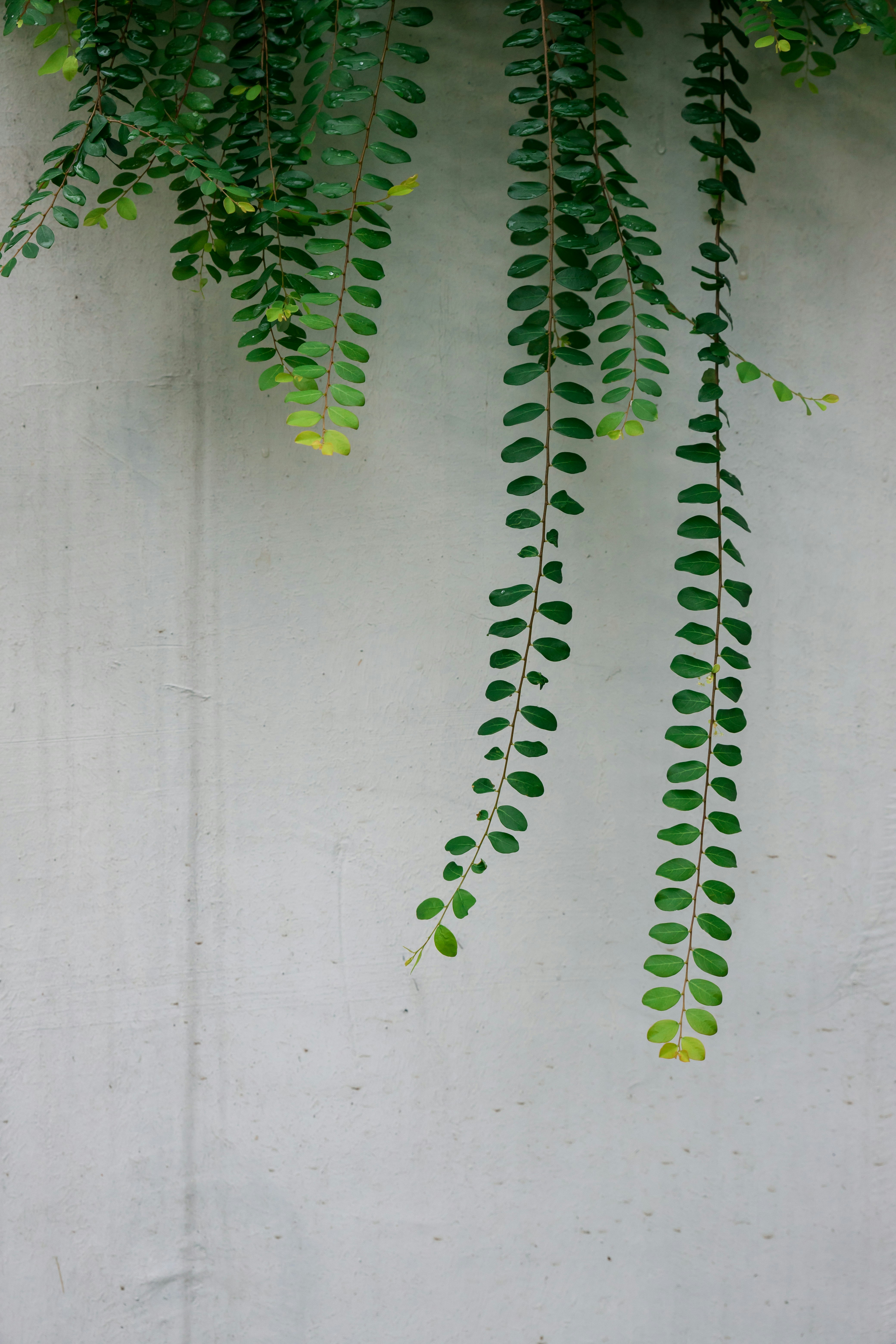 Hanging Vines Against Gray Wall