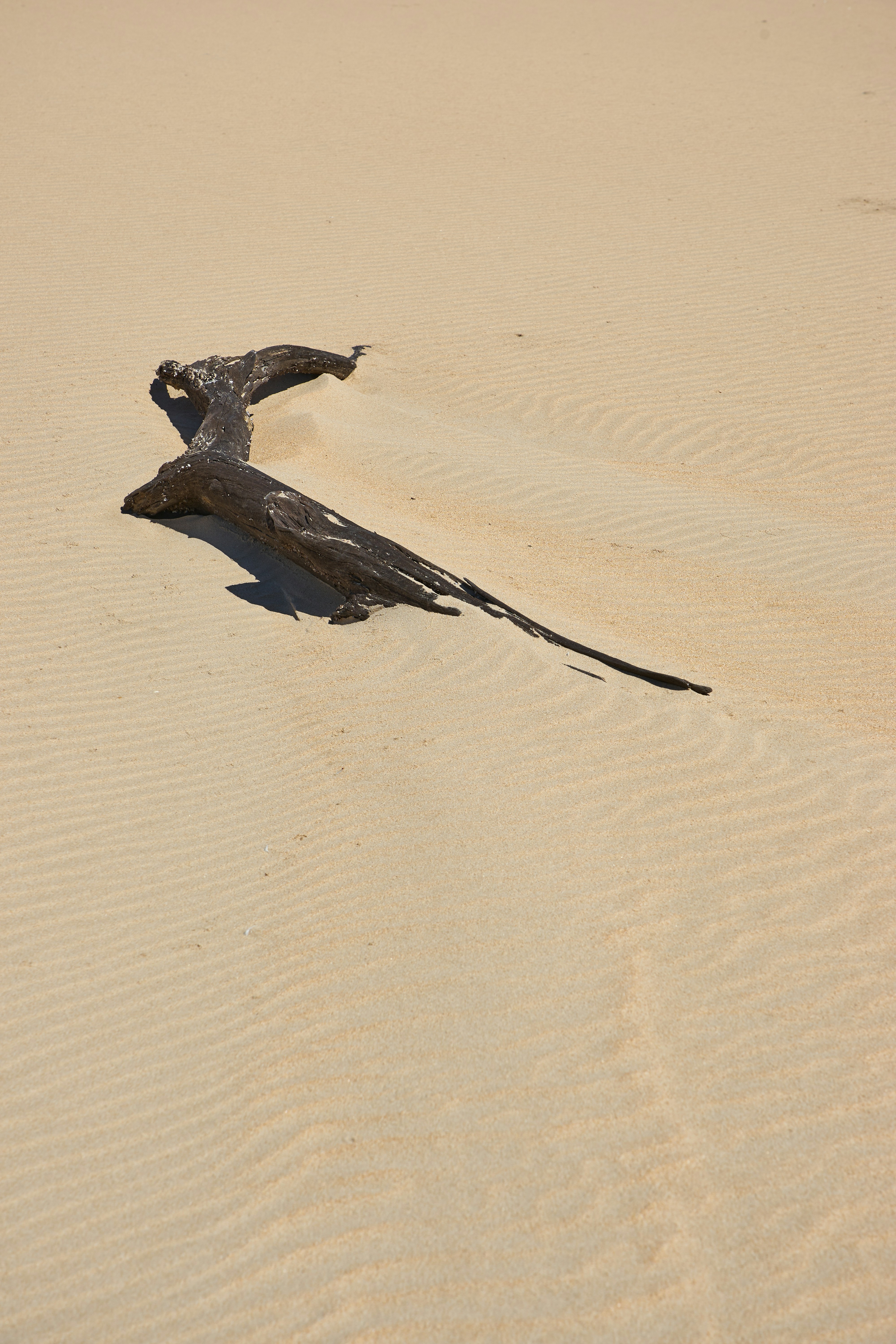 Driftwood Half-buried in Rippled Sand