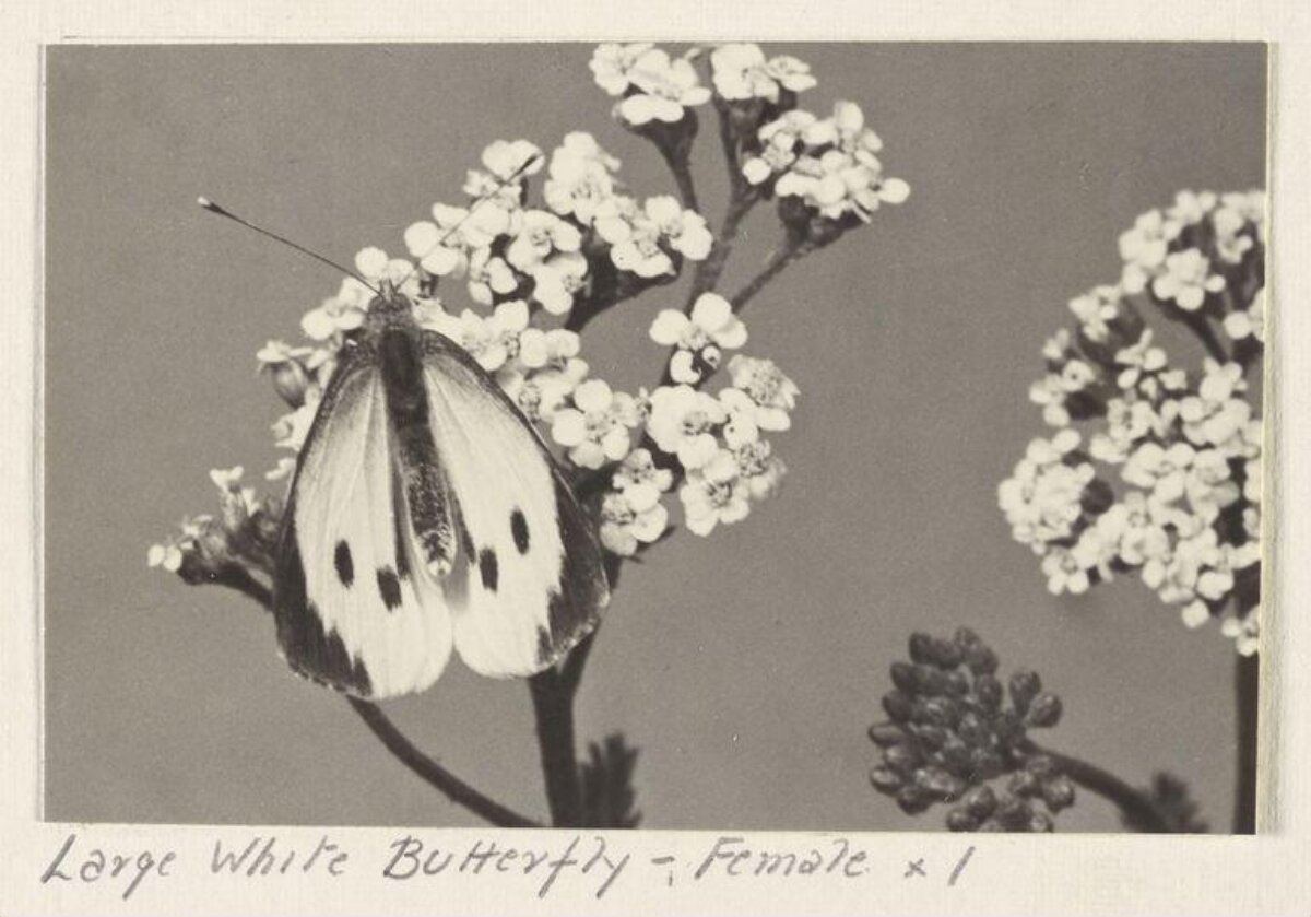 Female Large White Butterfly on Flowers