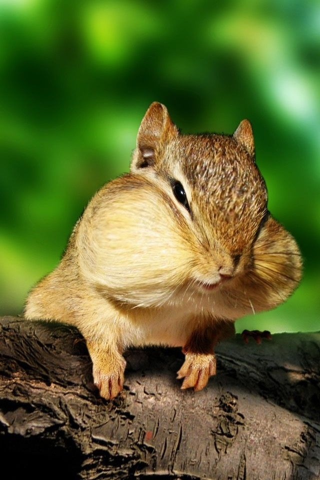 Chipmunk with Full Cheeks on Tree Log