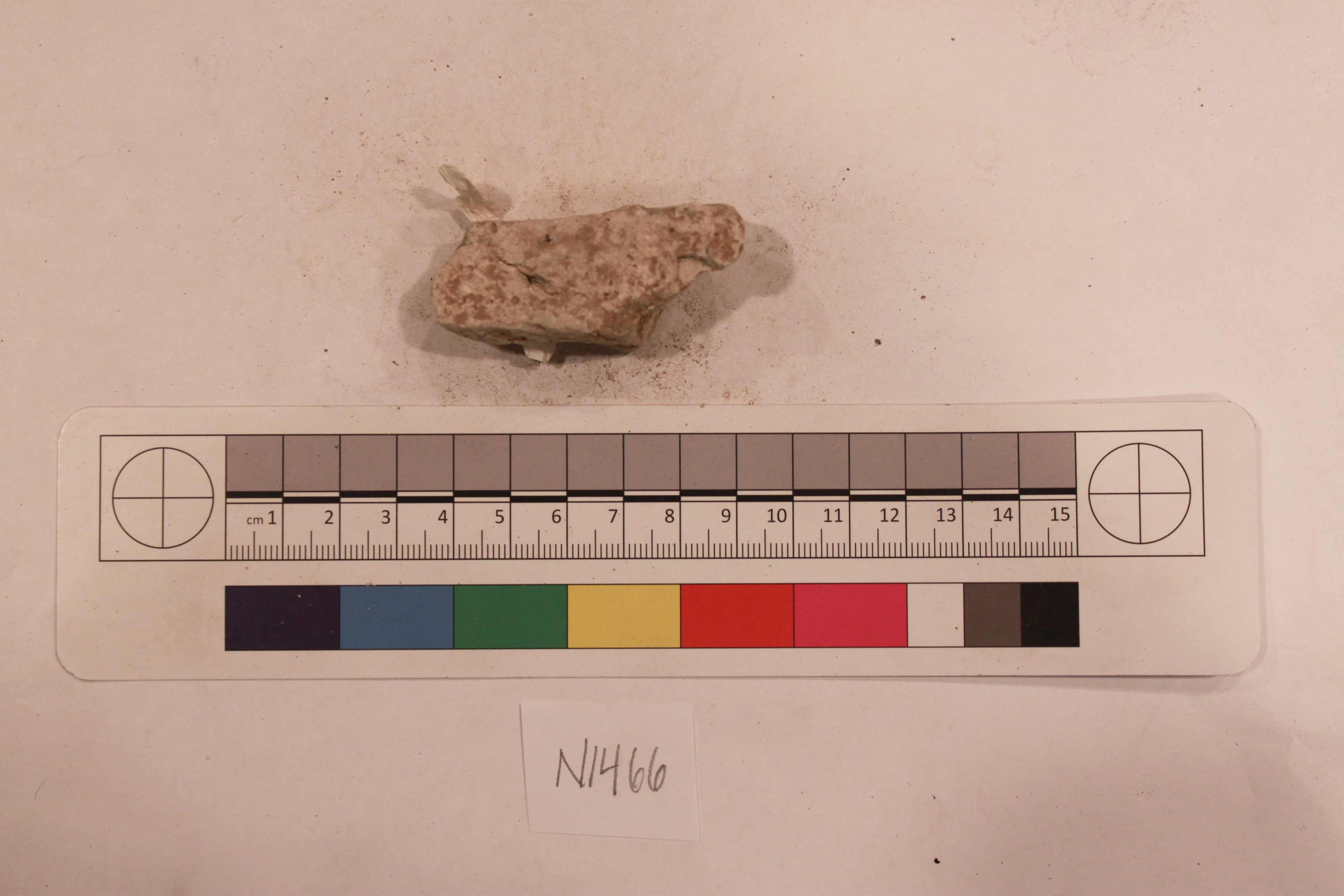 Fossil Specimen N1466 with Scale Ruler