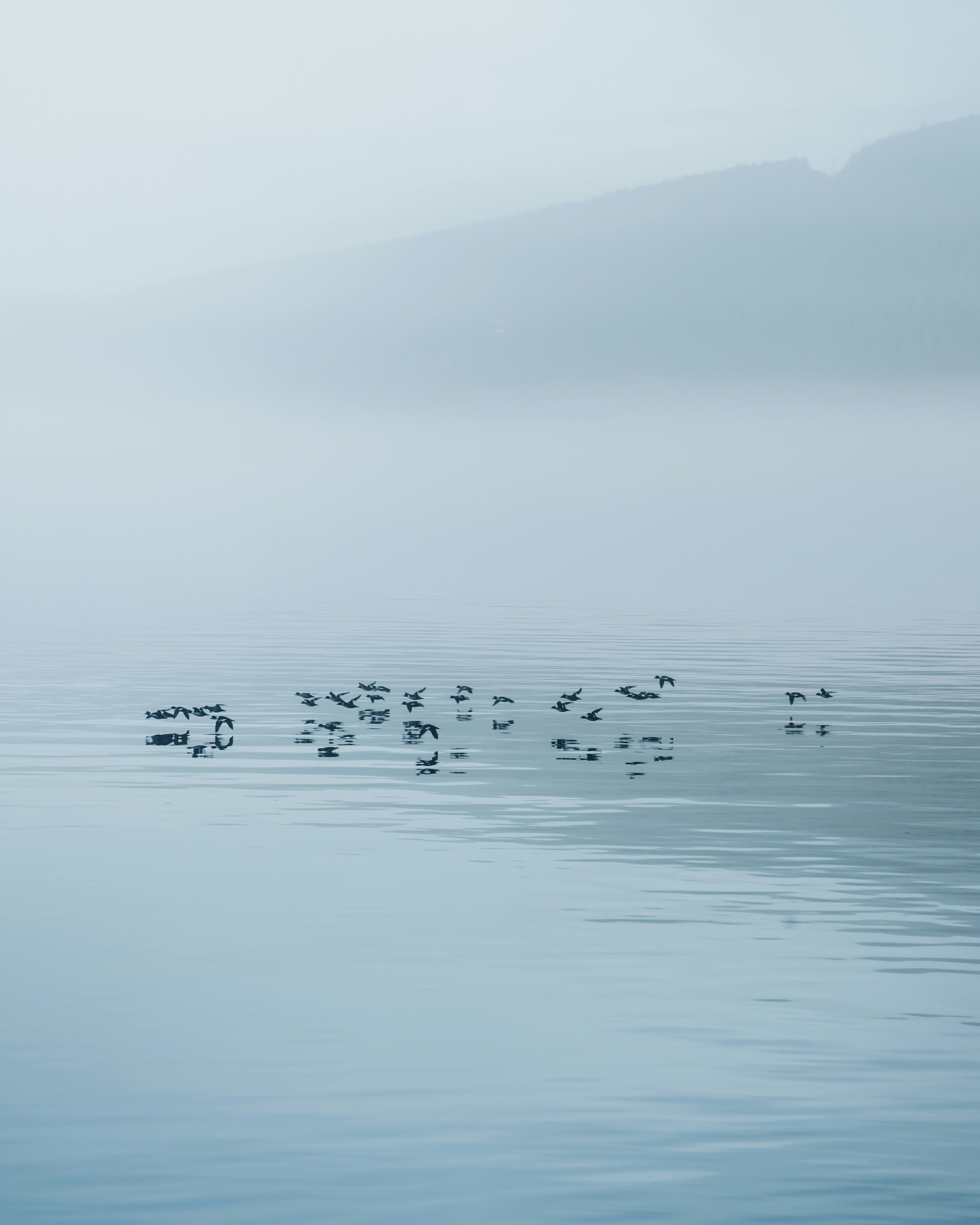 Foggy Lake with Flying Birds