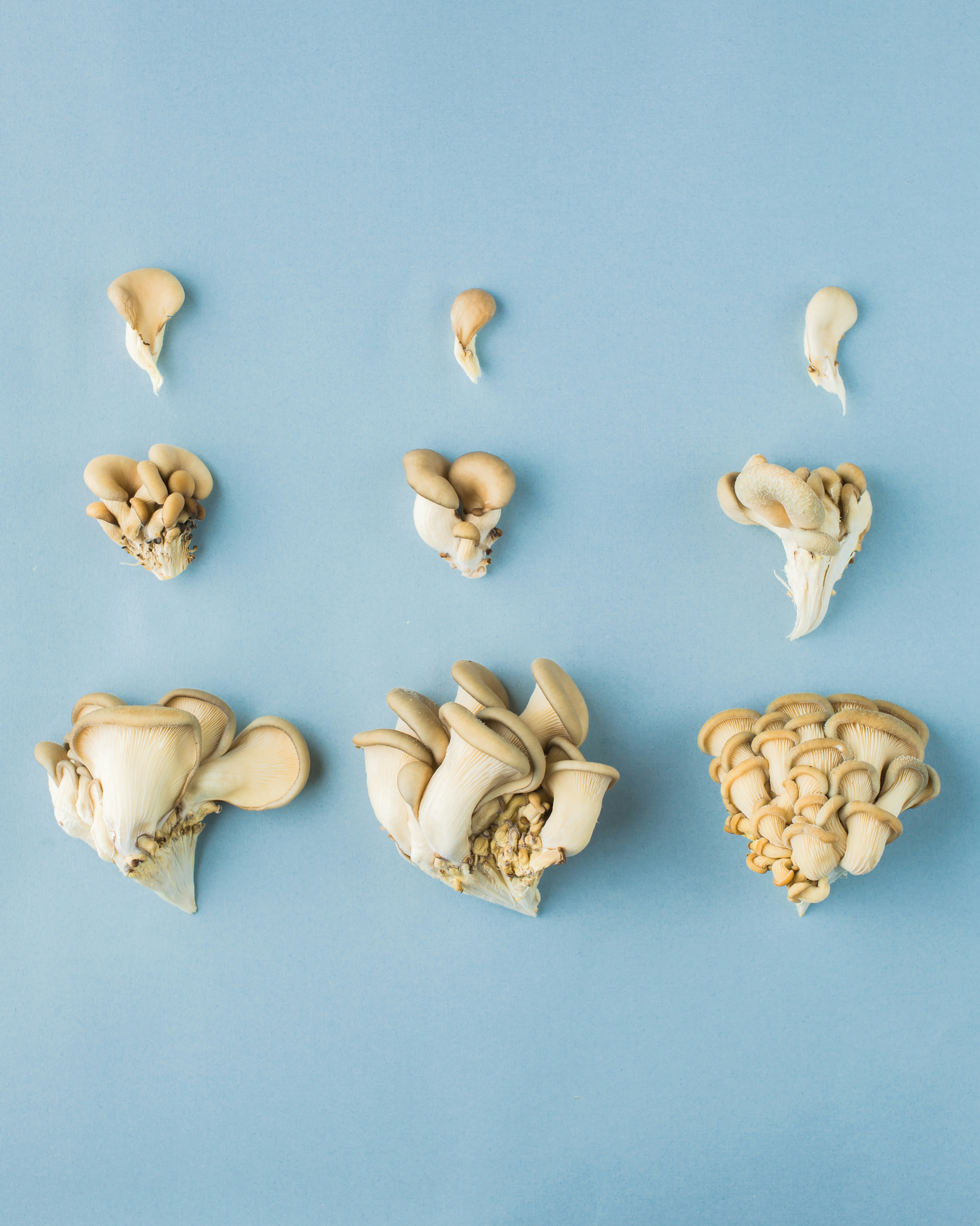 Oyster Mushrooms on Light Blue Background