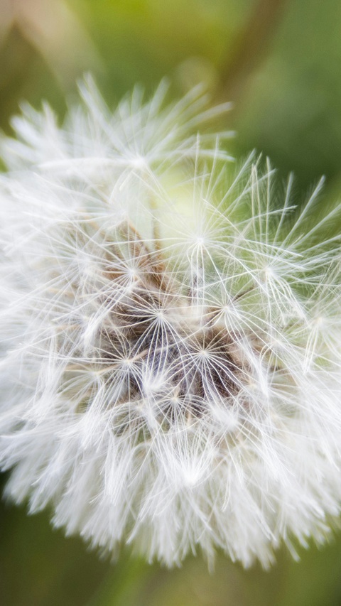 Close Up of Dandelion Seed Puff