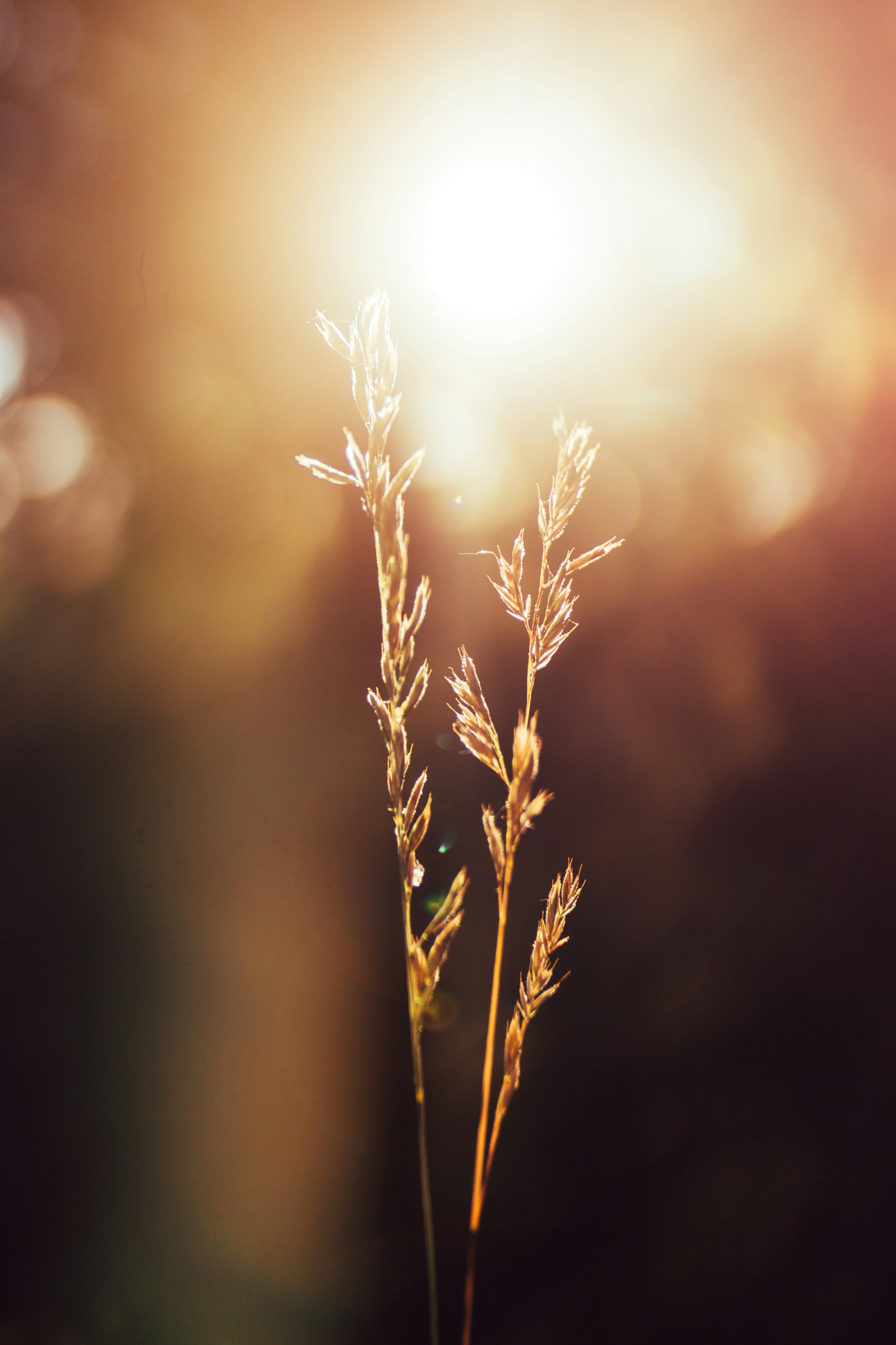Wild Grass Backlit by Sunlight