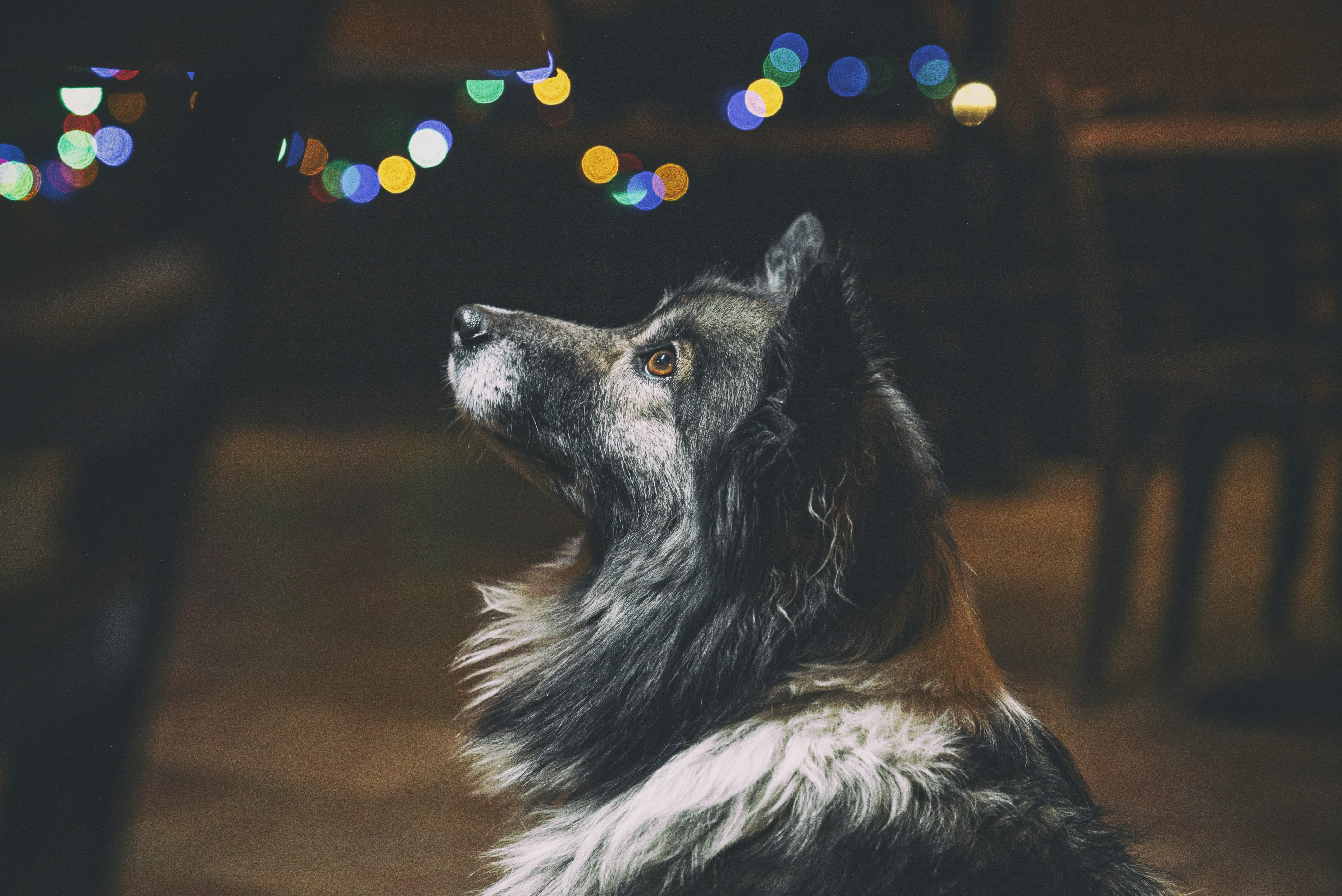 Fluffy Dog Against Colorful Bokeh Lights