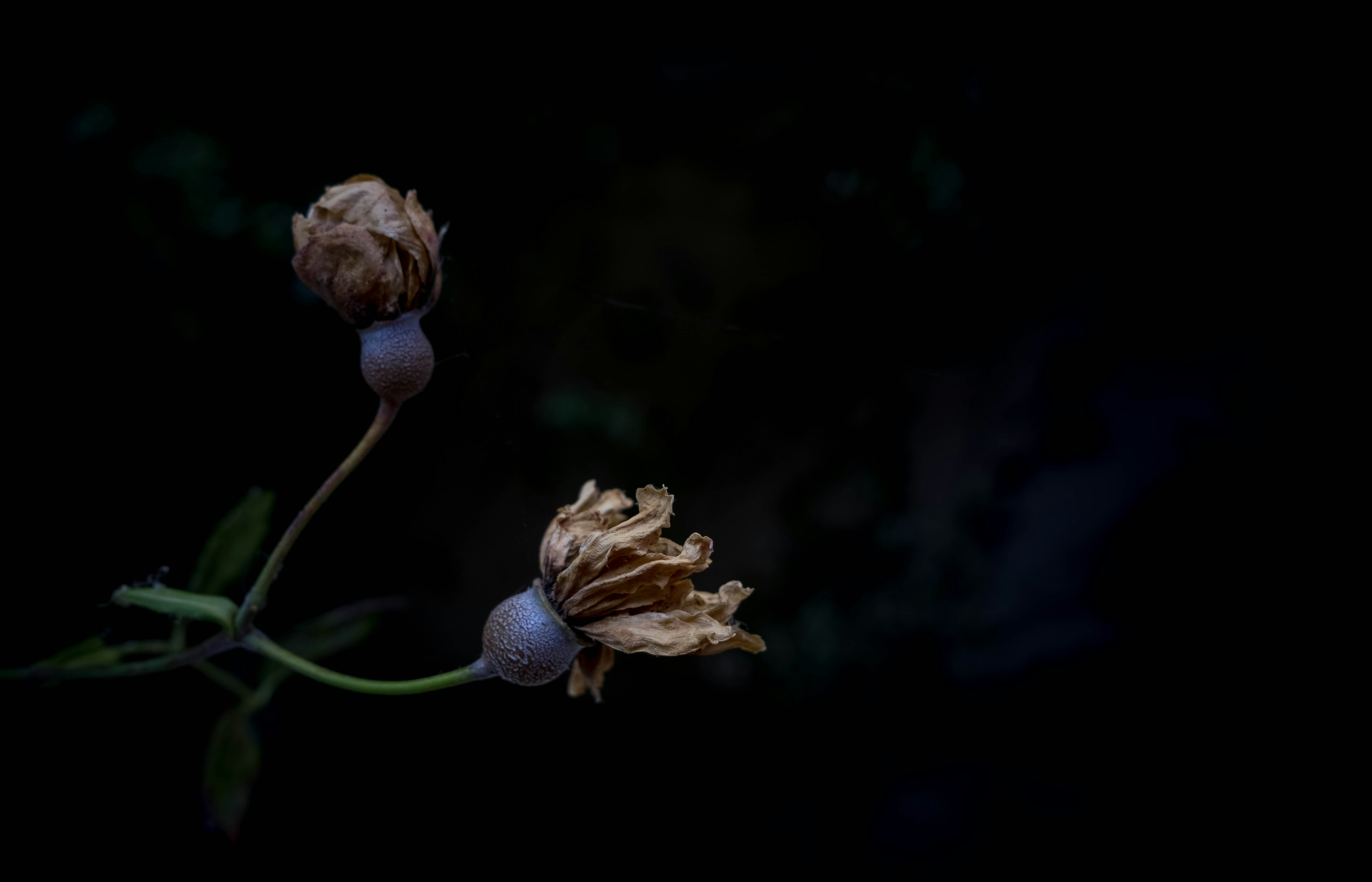 Two Dried Wilted Flowers