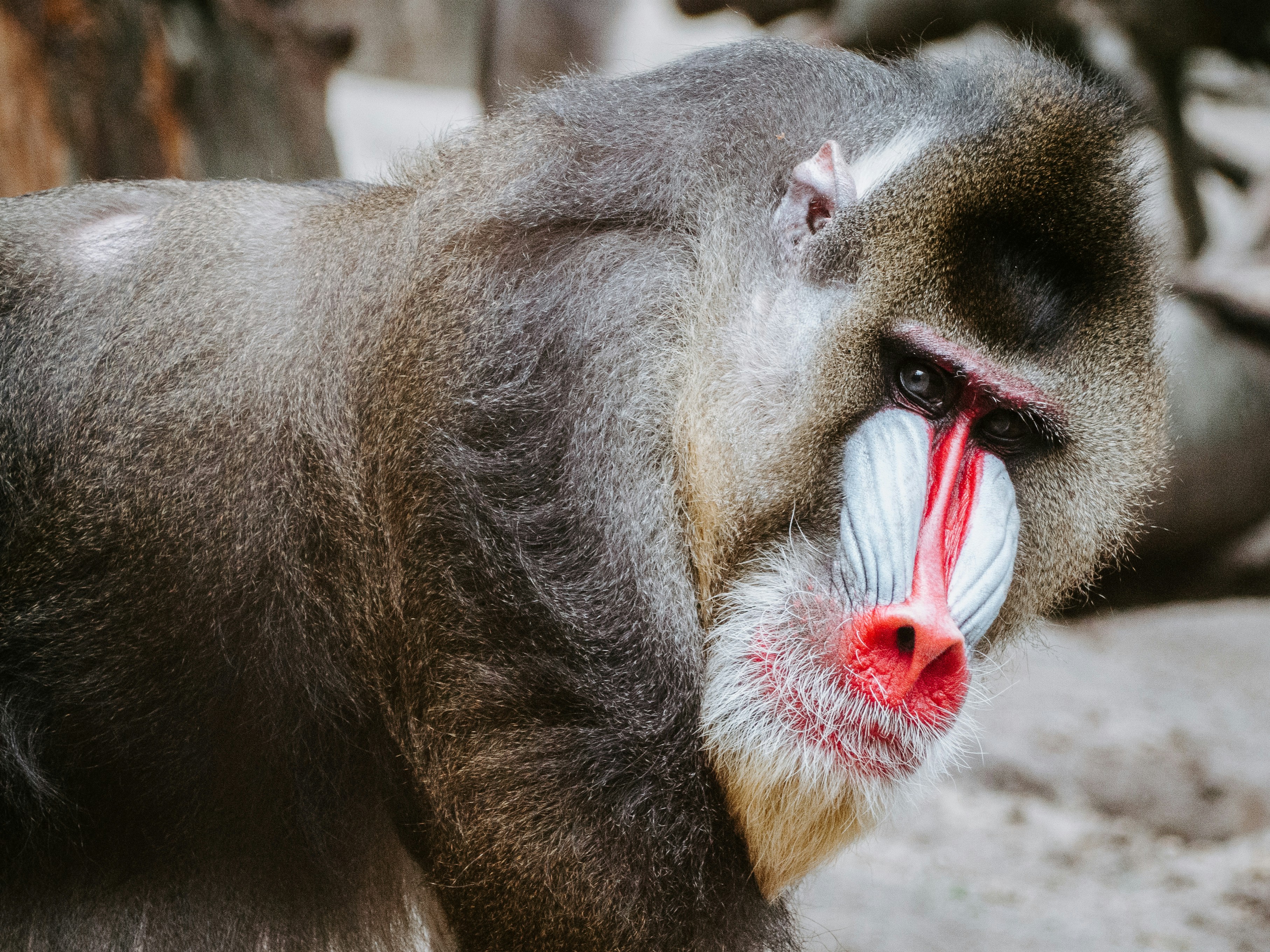 Close-up of a Mandrill