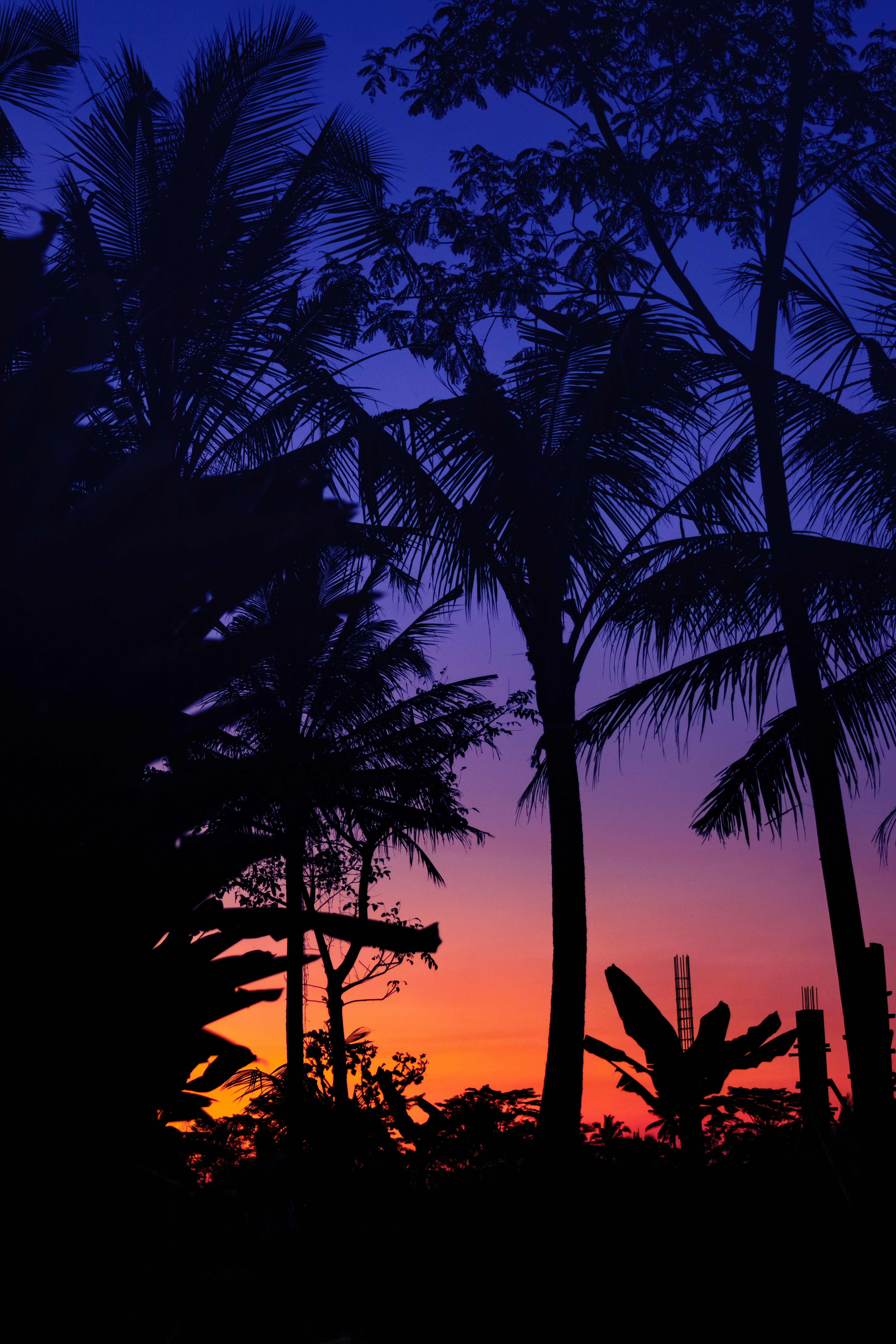Coconut Palm Silhouettes at Sunset