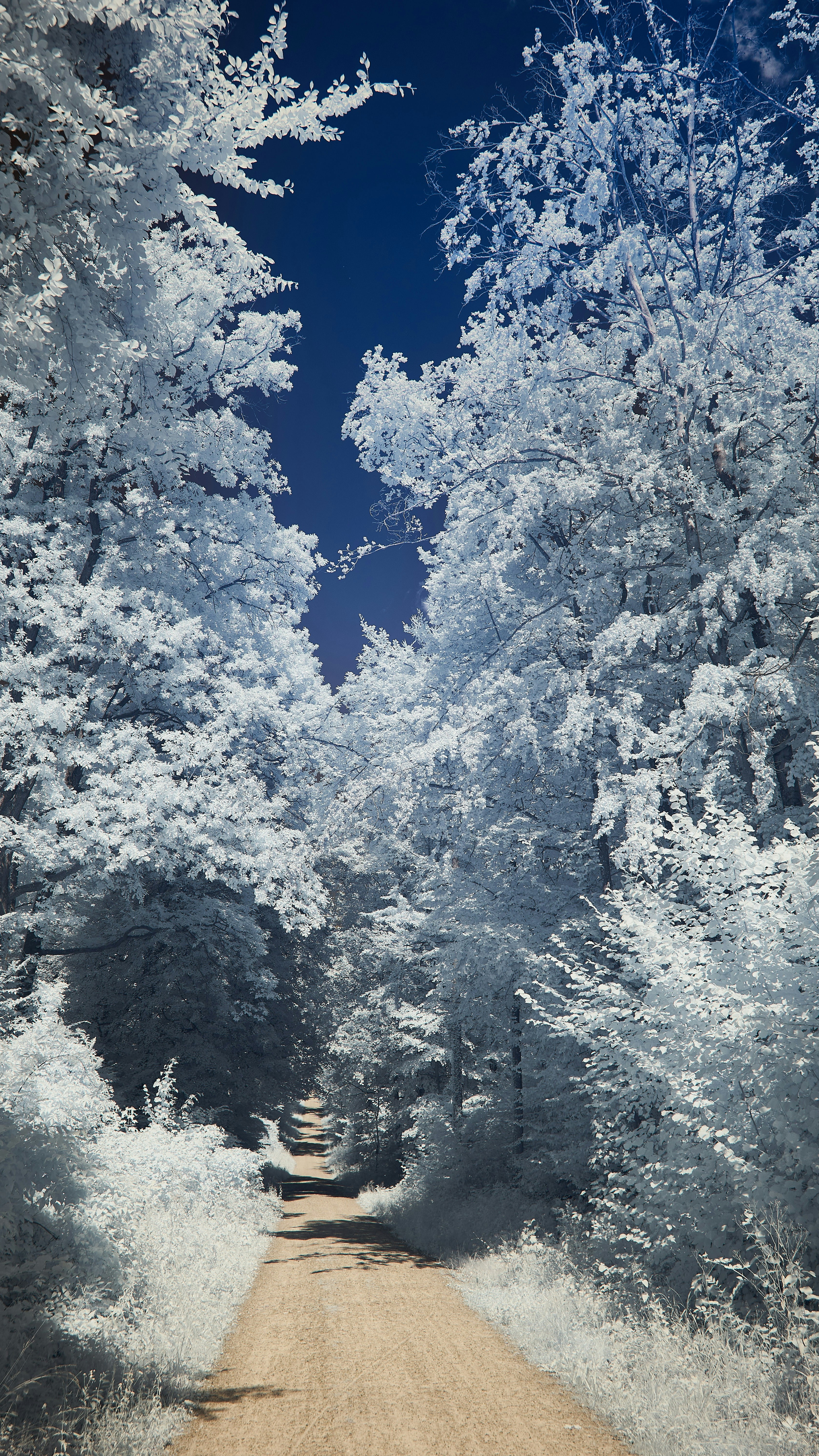 Dirt Road Through Snowy Forest