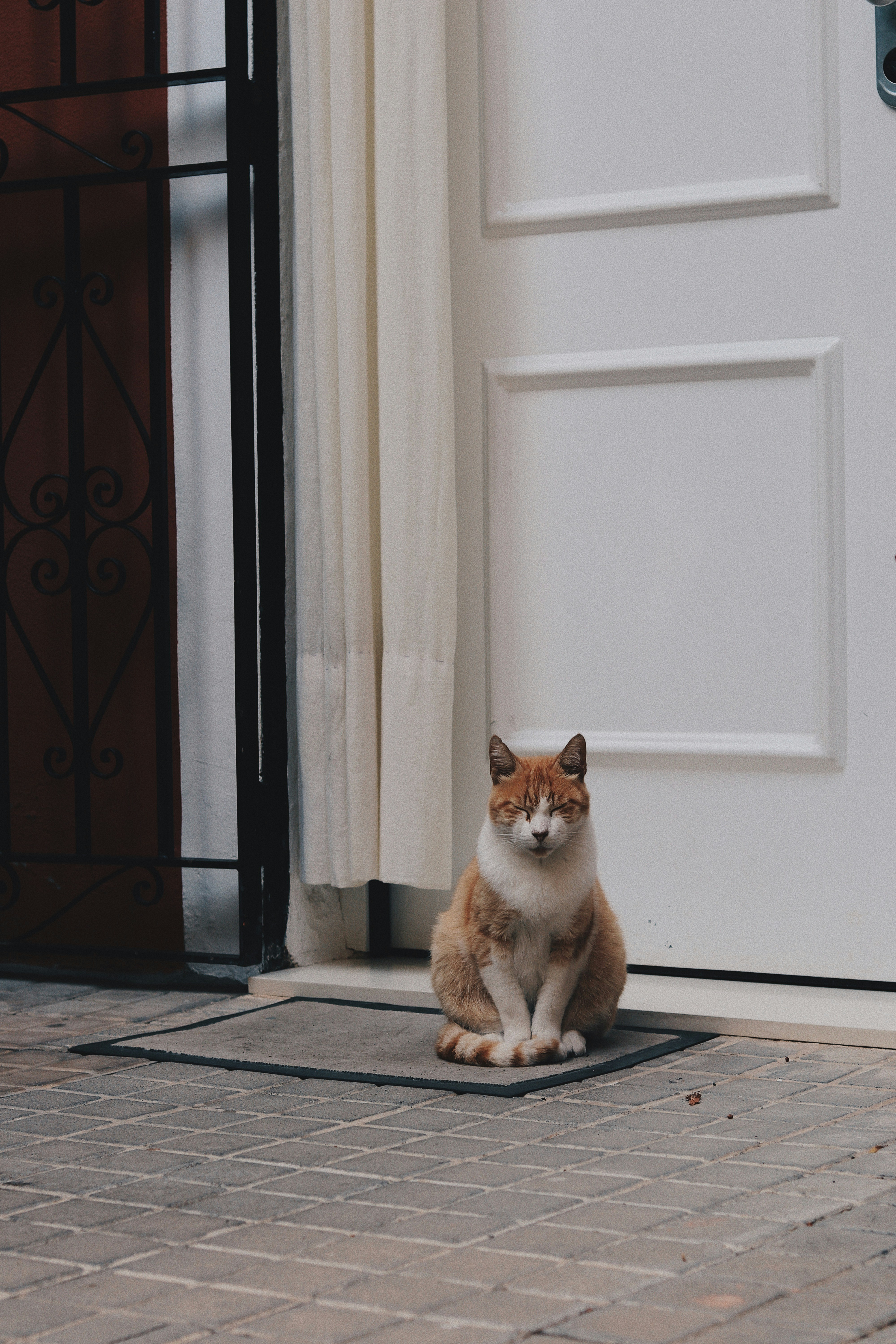 Orange White Cat Sitting at Doorstep — Phone Wallpapers