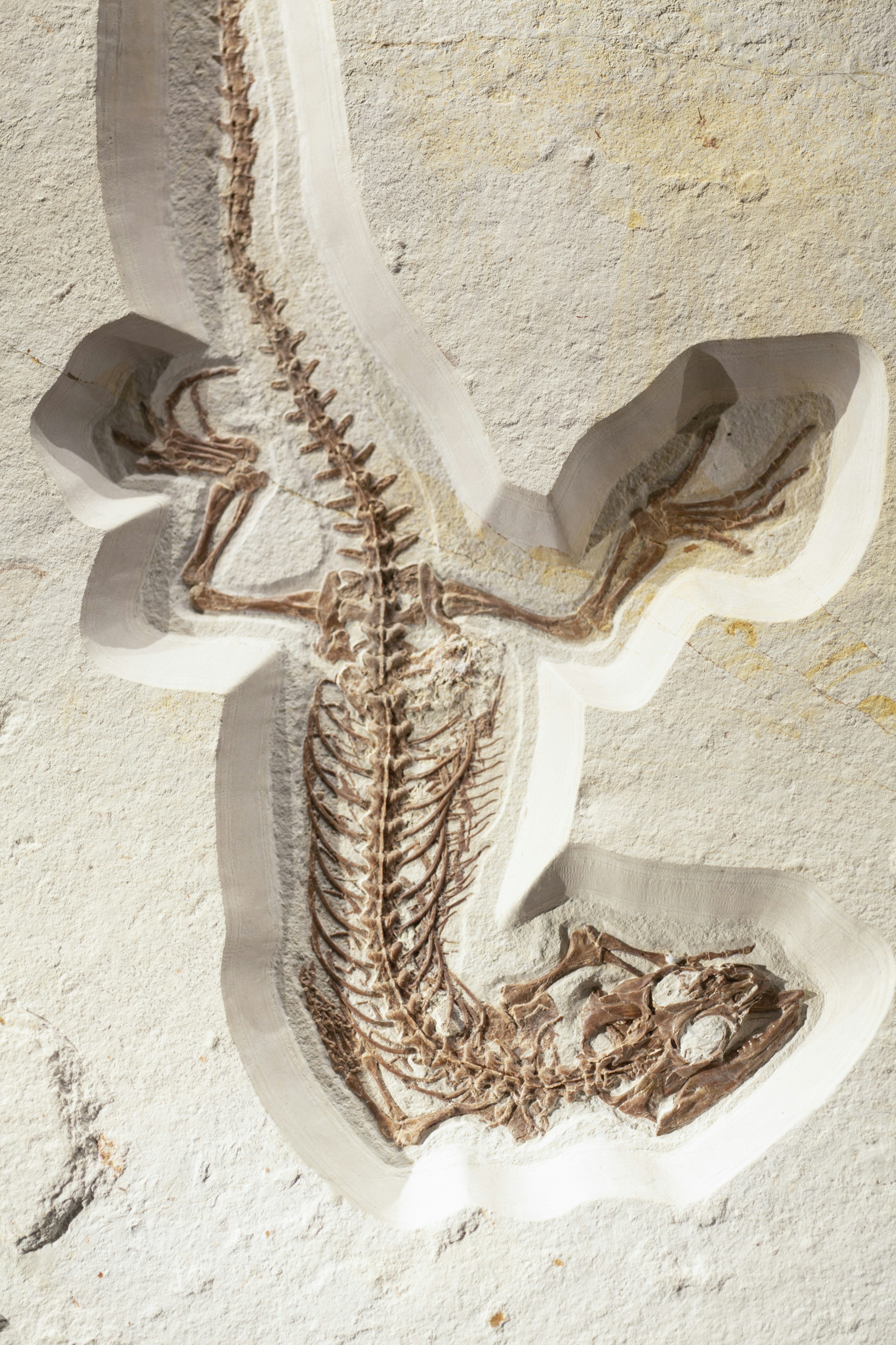 Complete Prehistoric Fossil Skeleton — Science