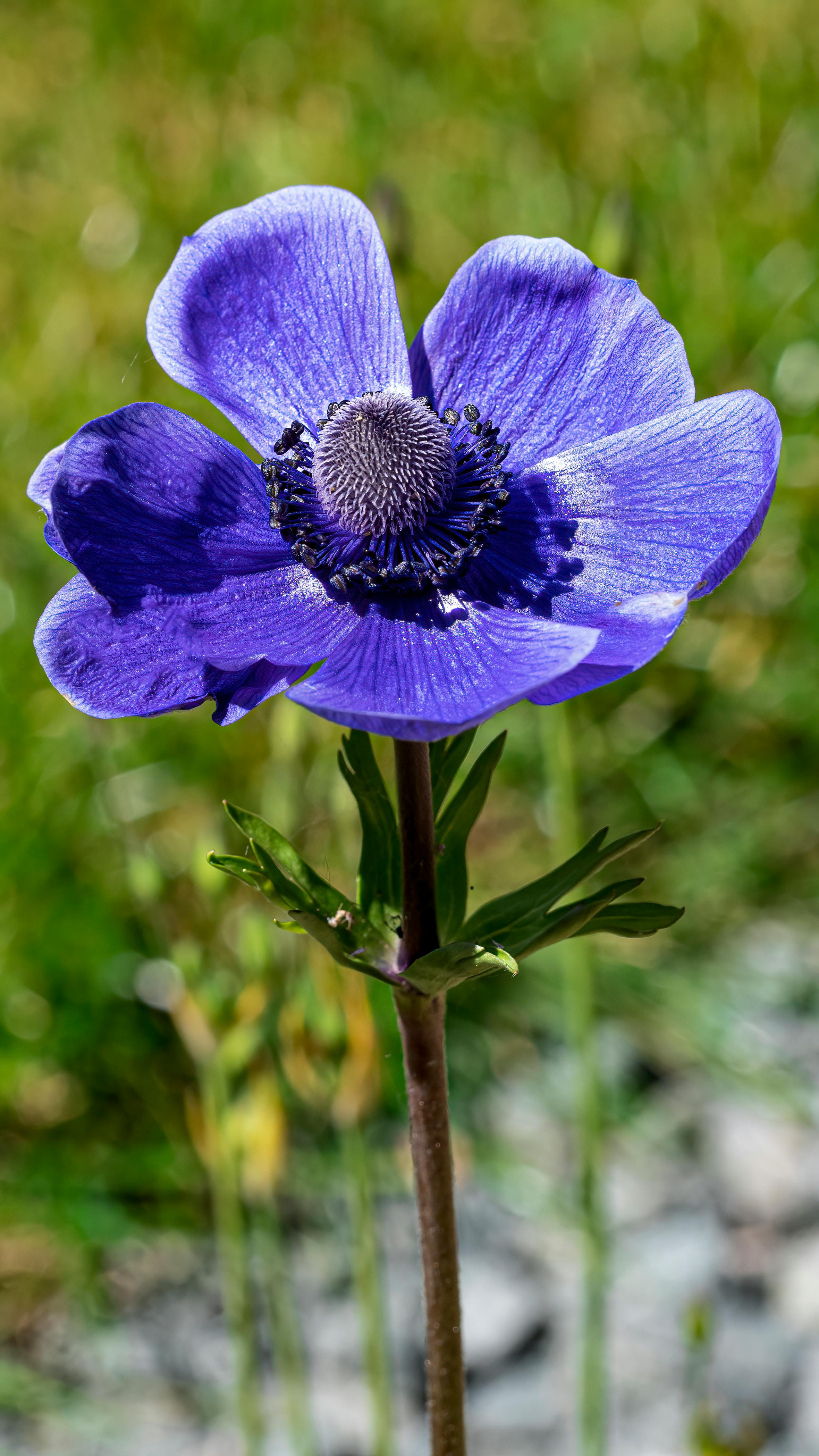 Blue Anemone Flower