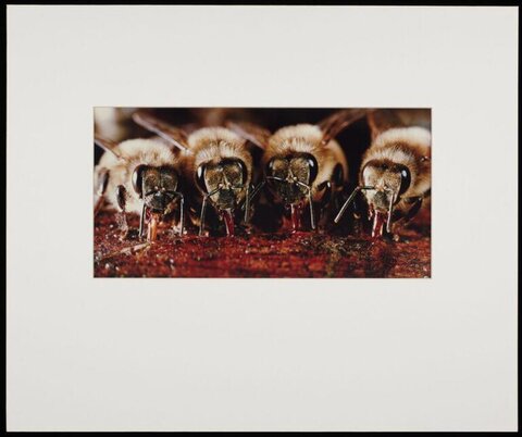 Four Honey Bees Feeding