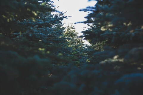View Through Dense Spruce Trees