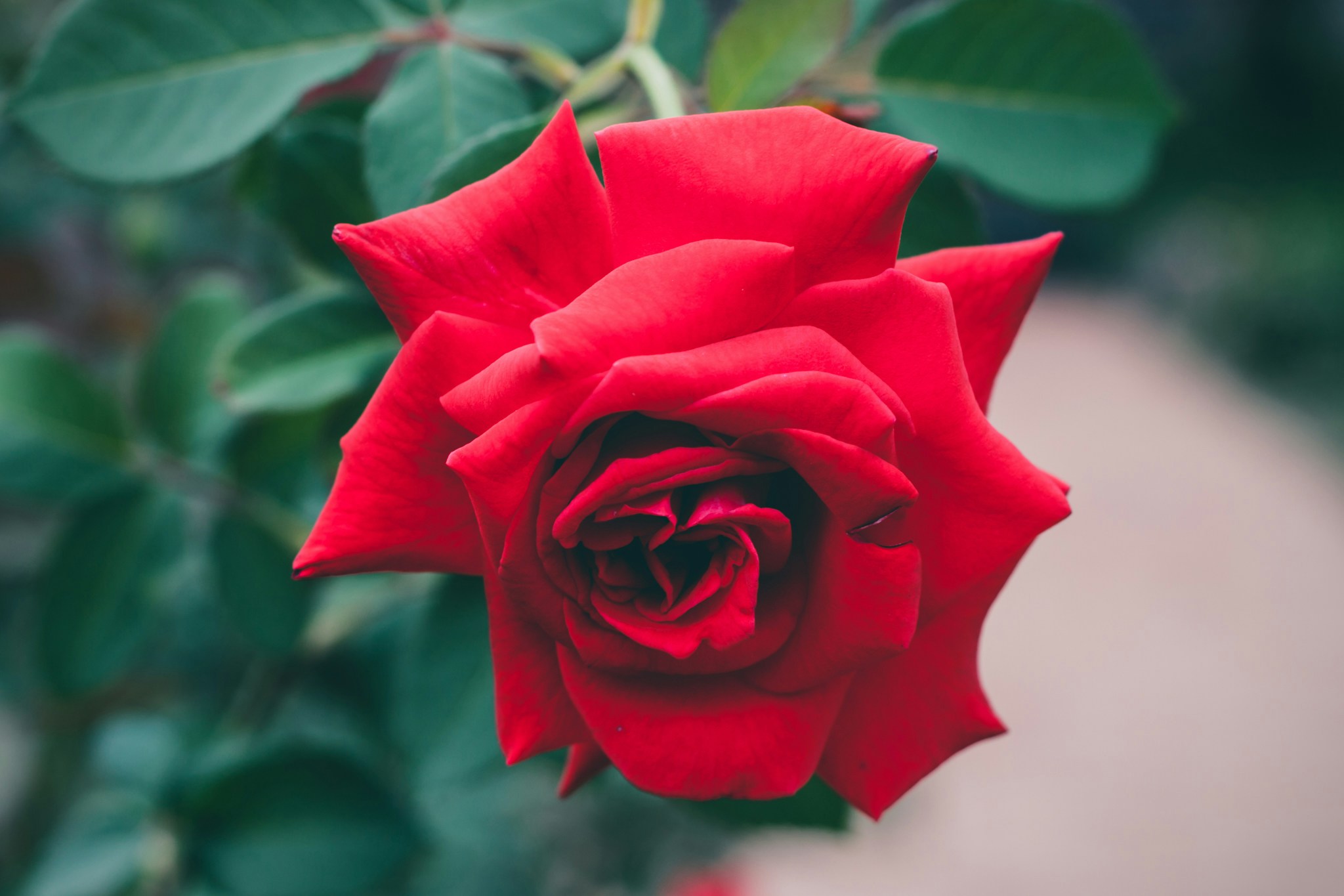 Close-up of Red Rose