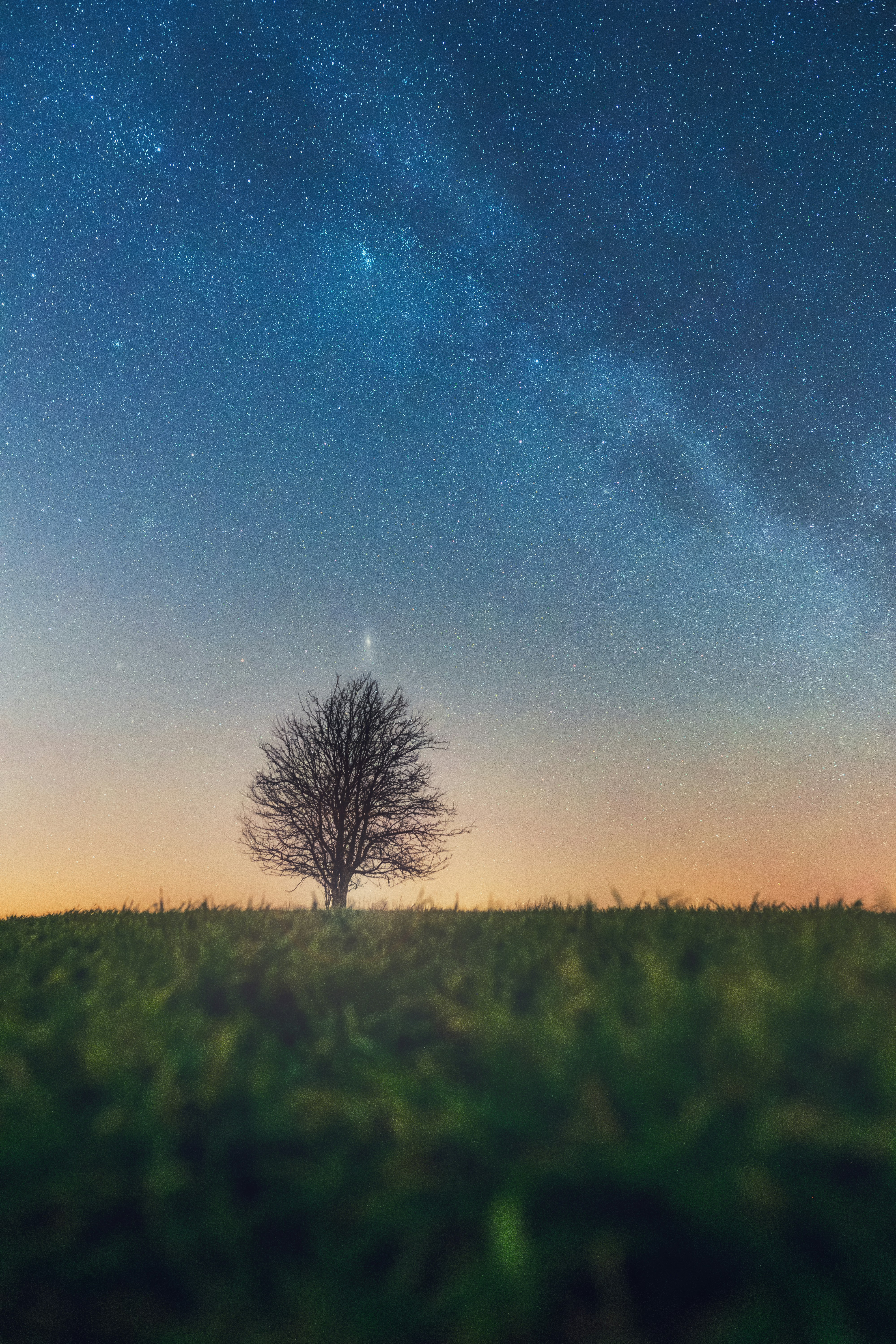 Lone Tree Under Starry Night Sky