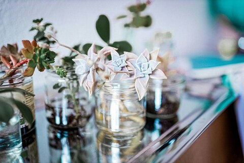 Succulent Cuttings in Glass Jars