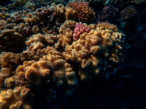 Underwater Tropical Coral Reef
