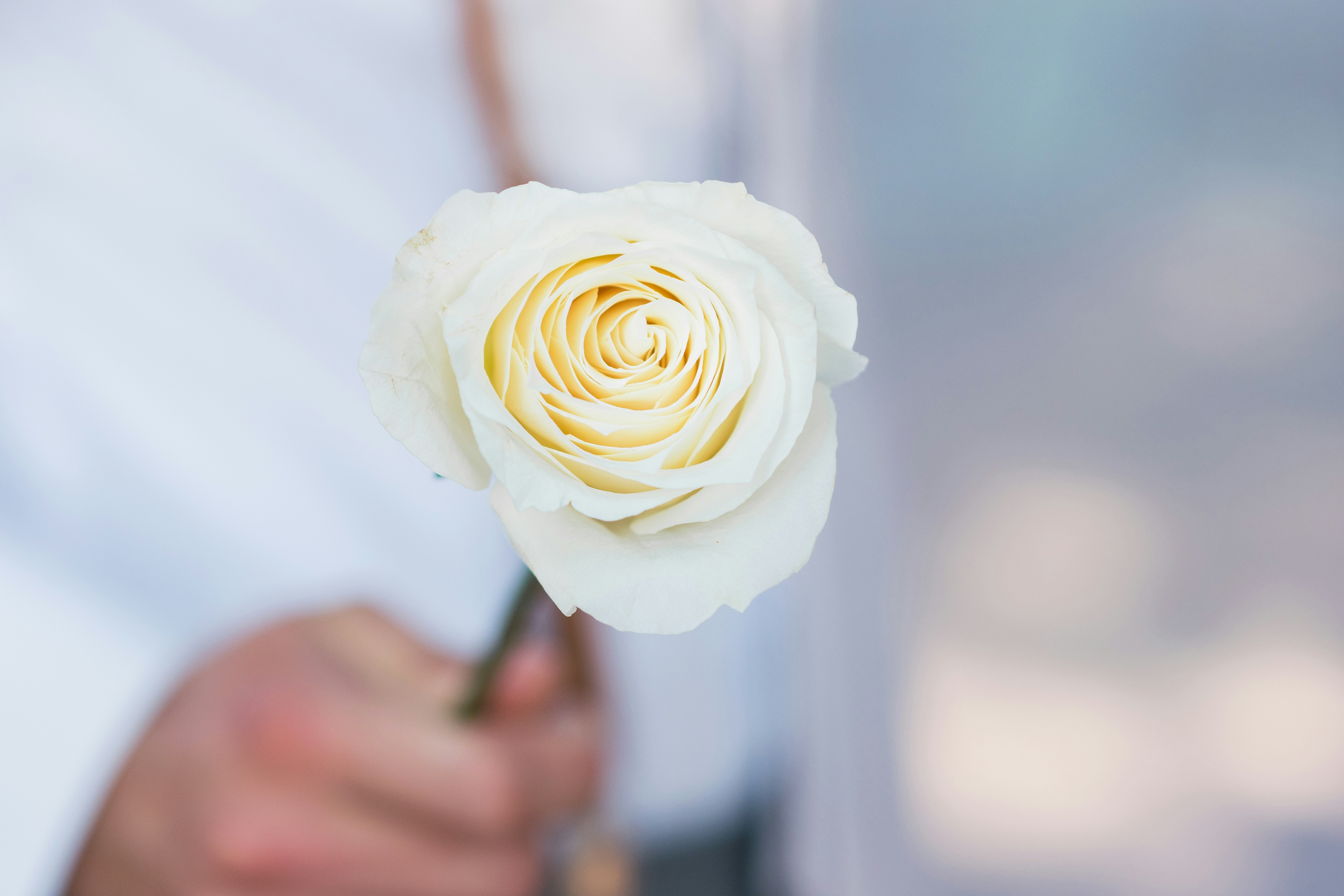 Hand Holding a Cream Rose
