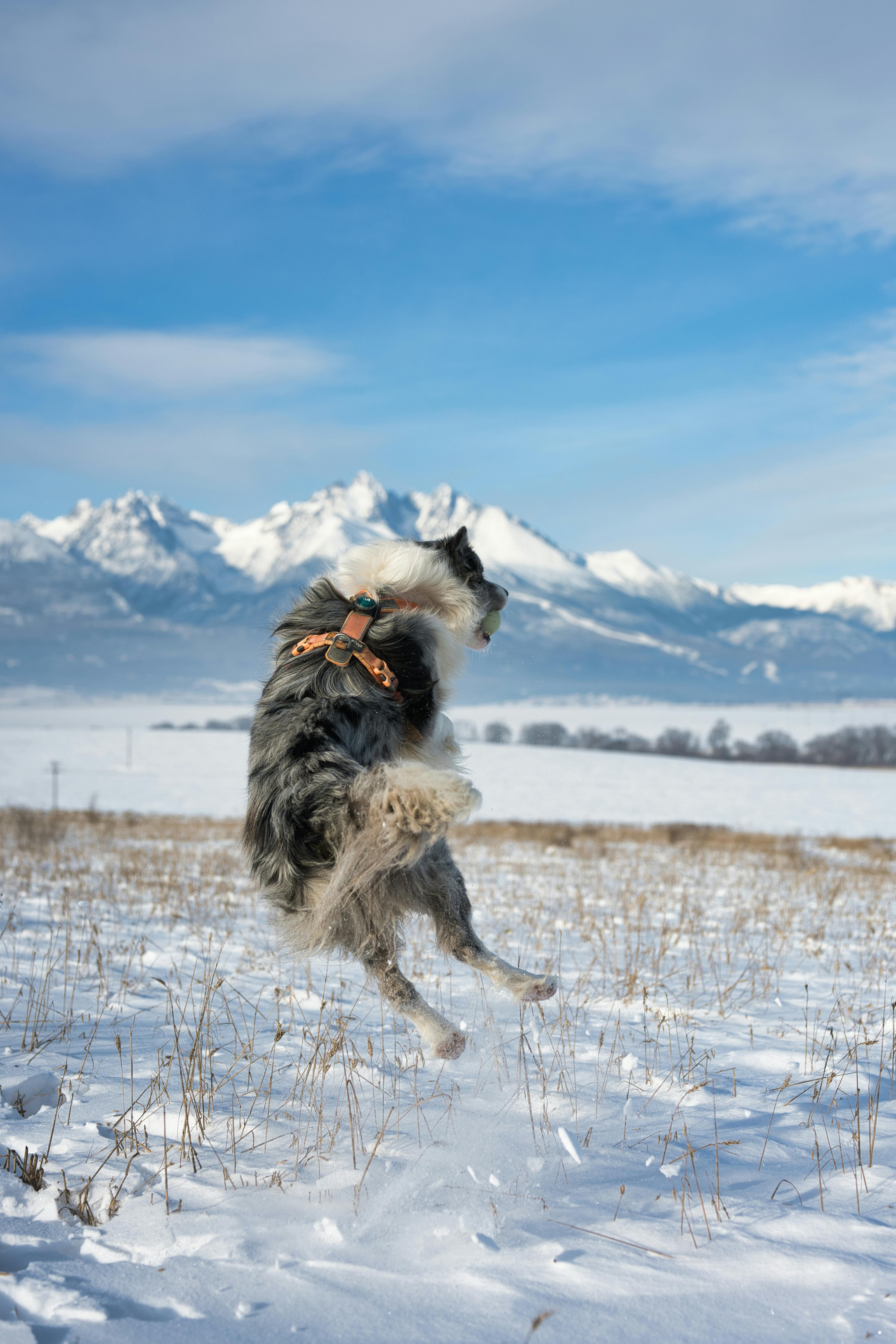 Dog Jumping In Snowy Field