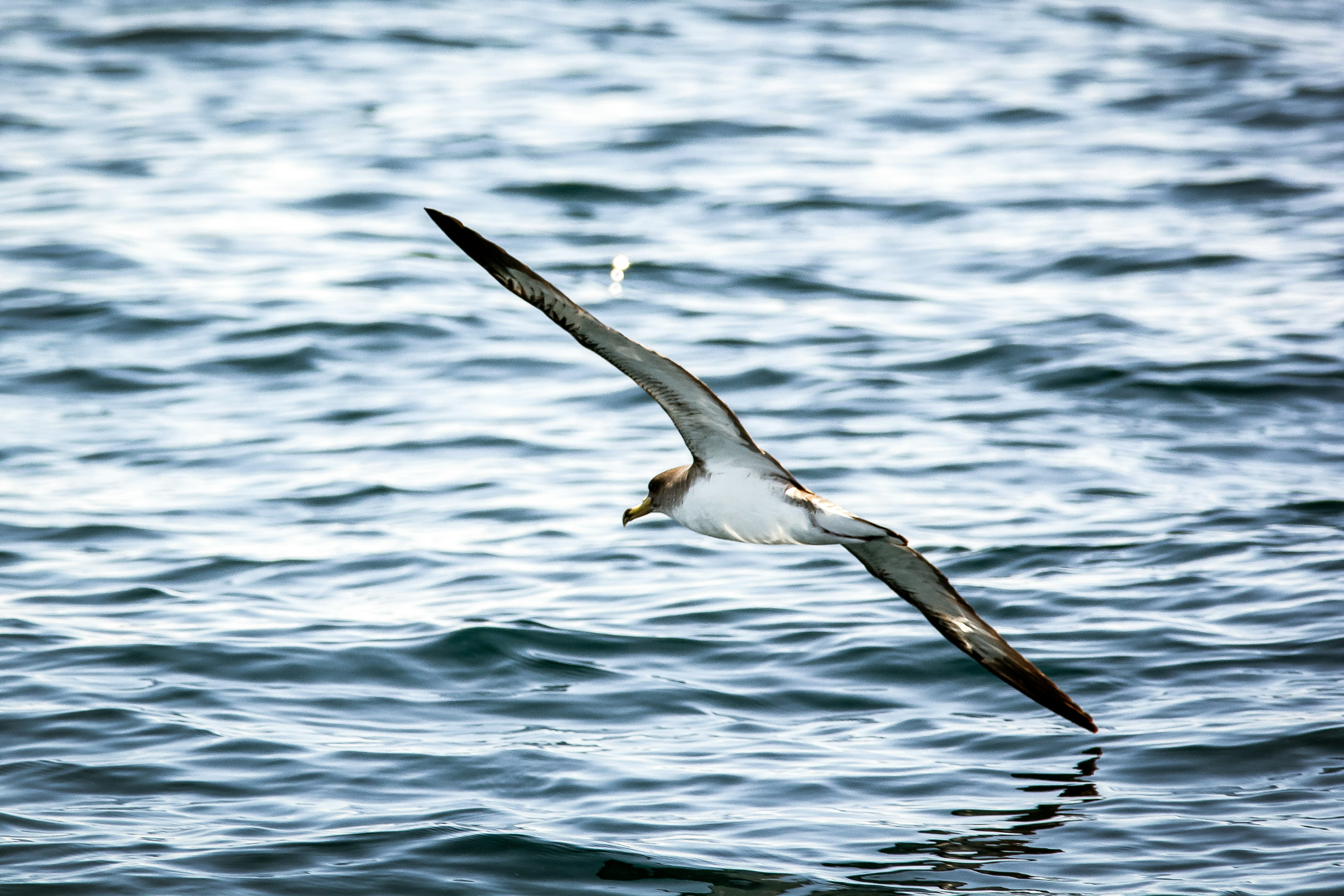 Seabird Gliding Over Ocean
