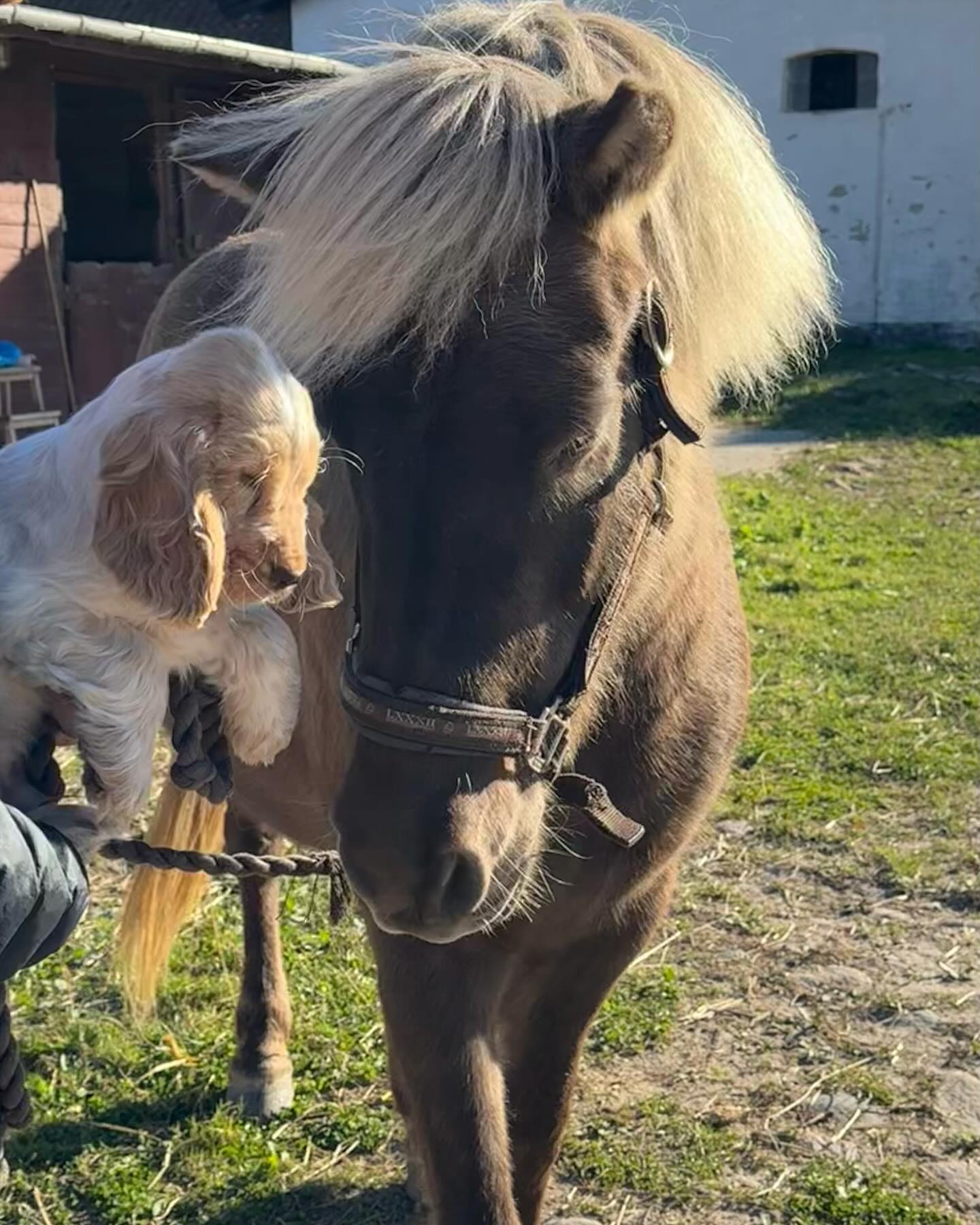 Puppy and Mini Pony With Matching Coats