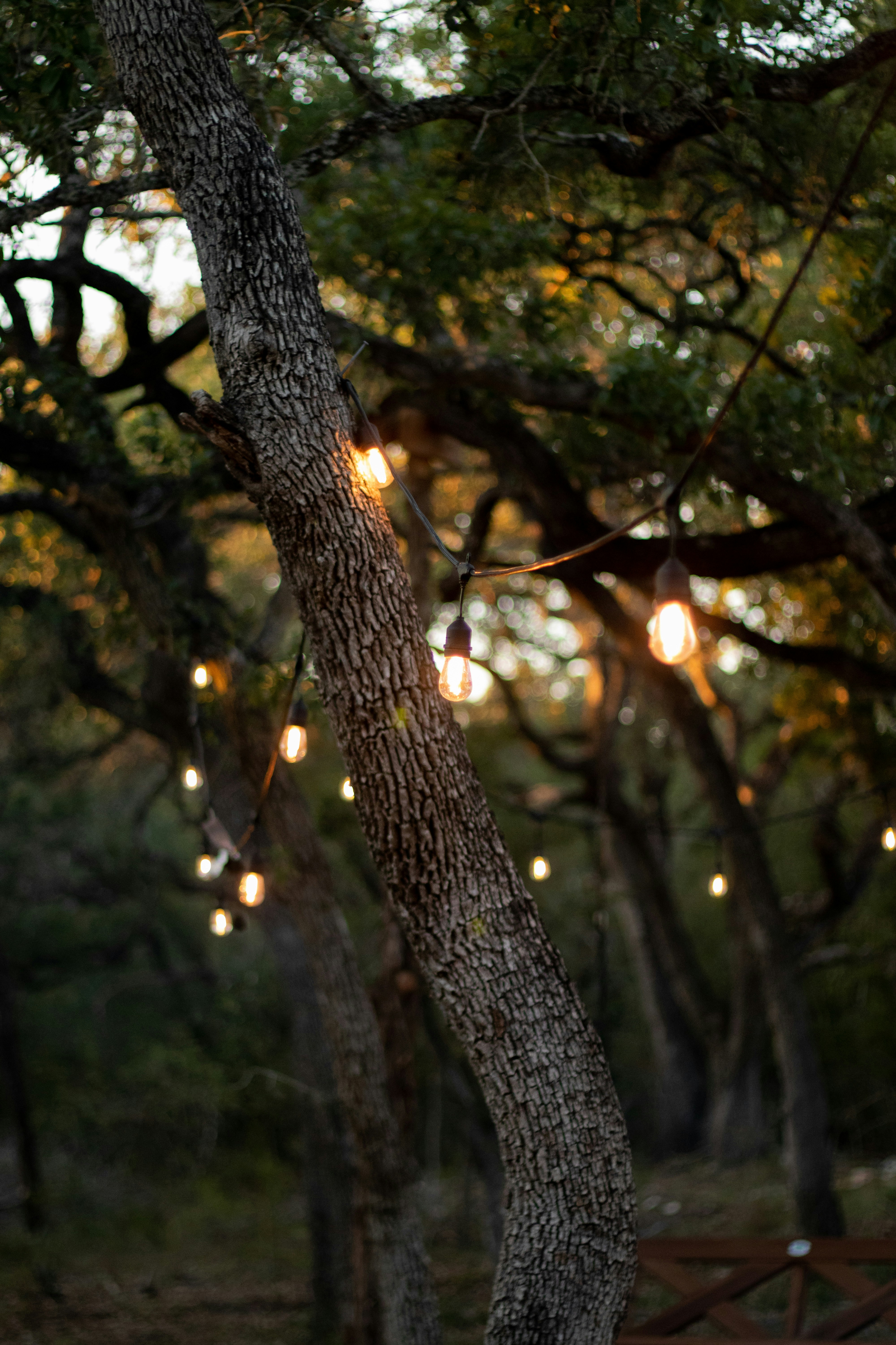 String Lights Between Oak Trees at Dusk