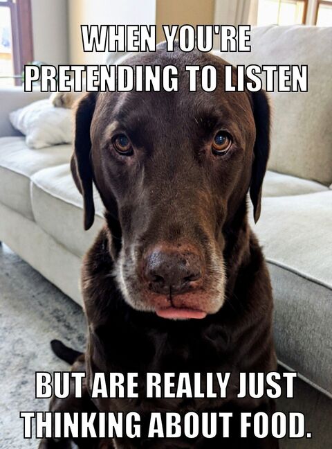 Dog Pretending To Listen Meme