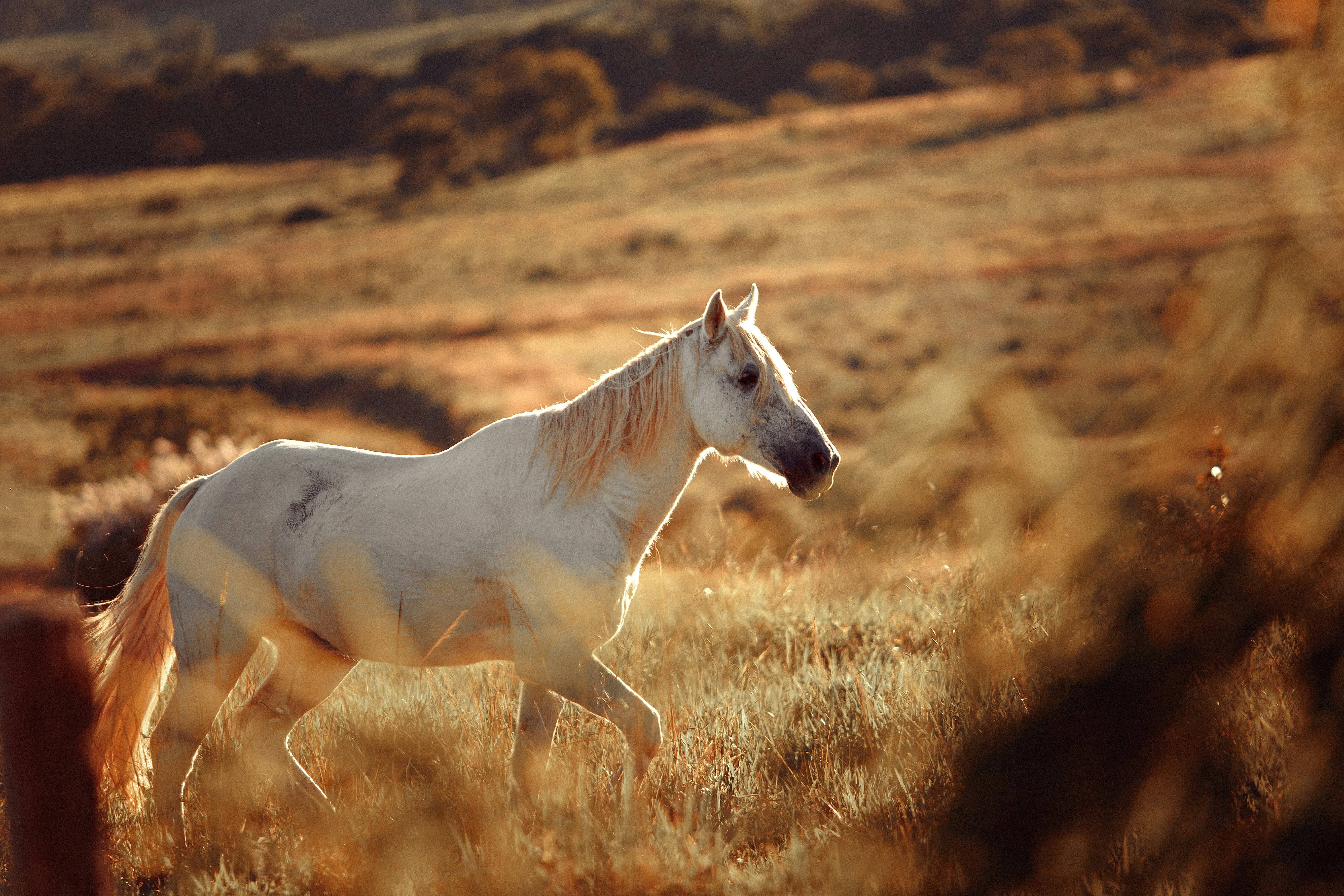 White Horse Walking on Grassy Hillside