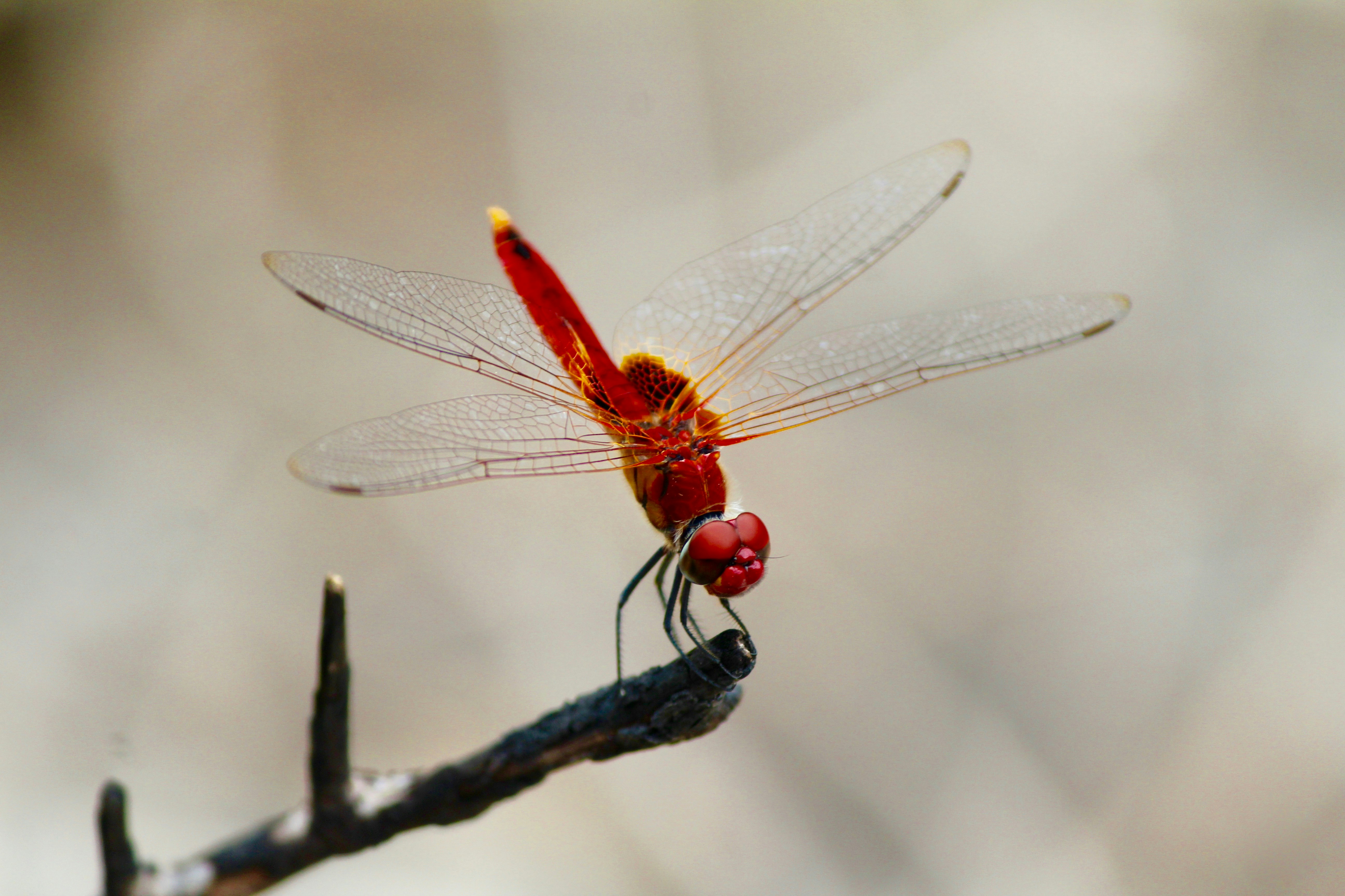 Red Dragonfly Perched on Branch