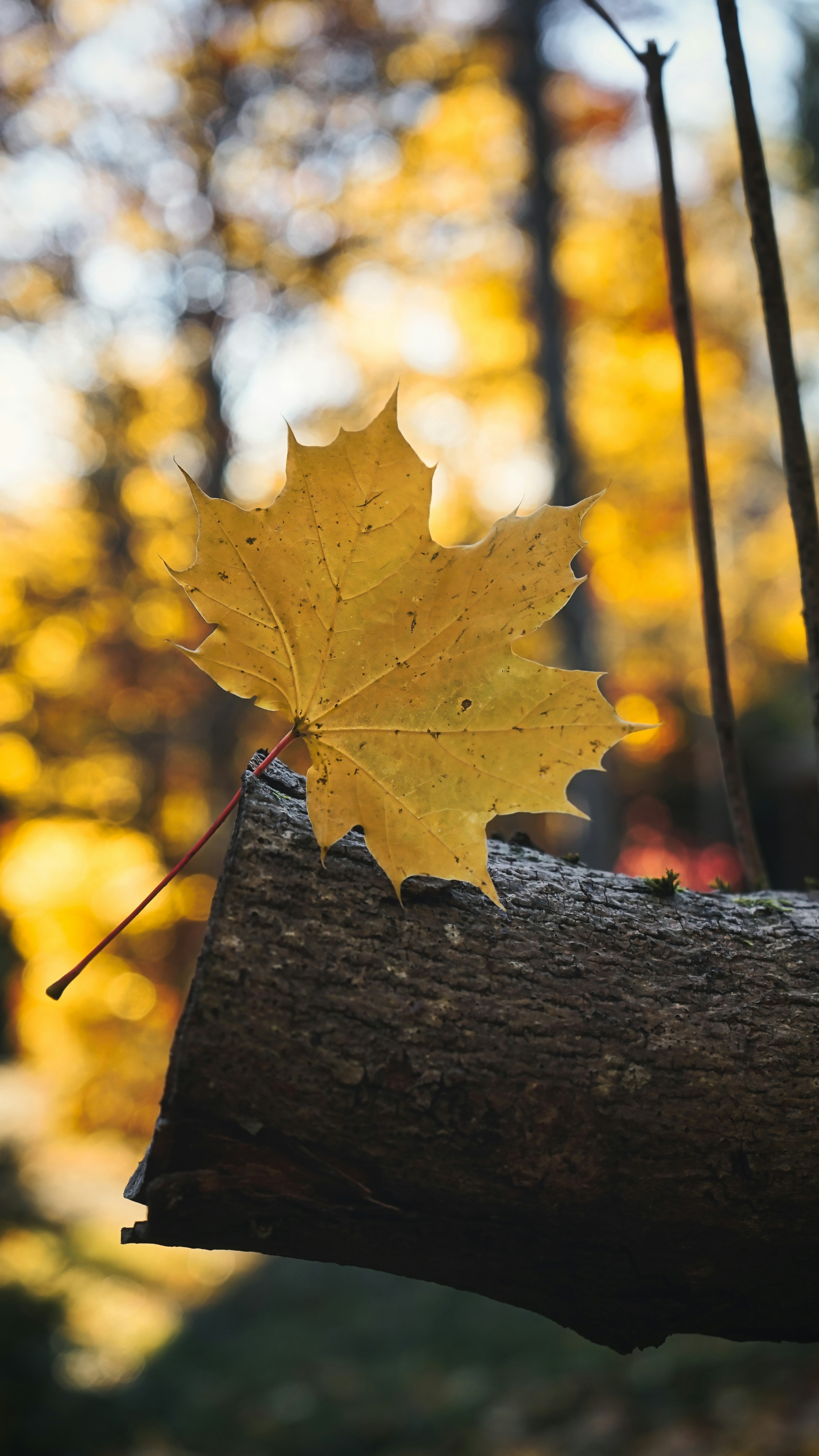 Yellow Maple Leaf on Fallen Log