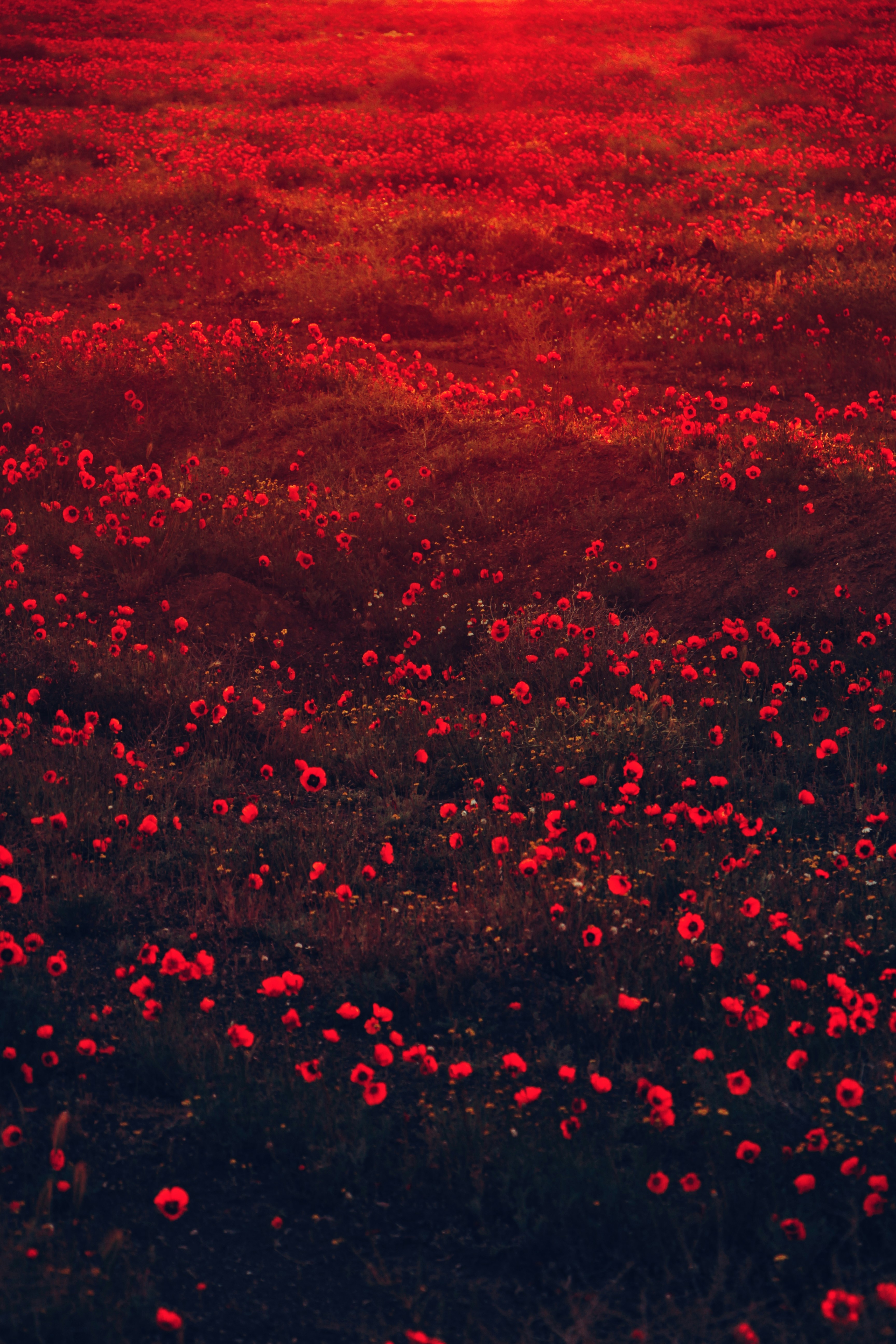 Poppy Flower Field at Sunset