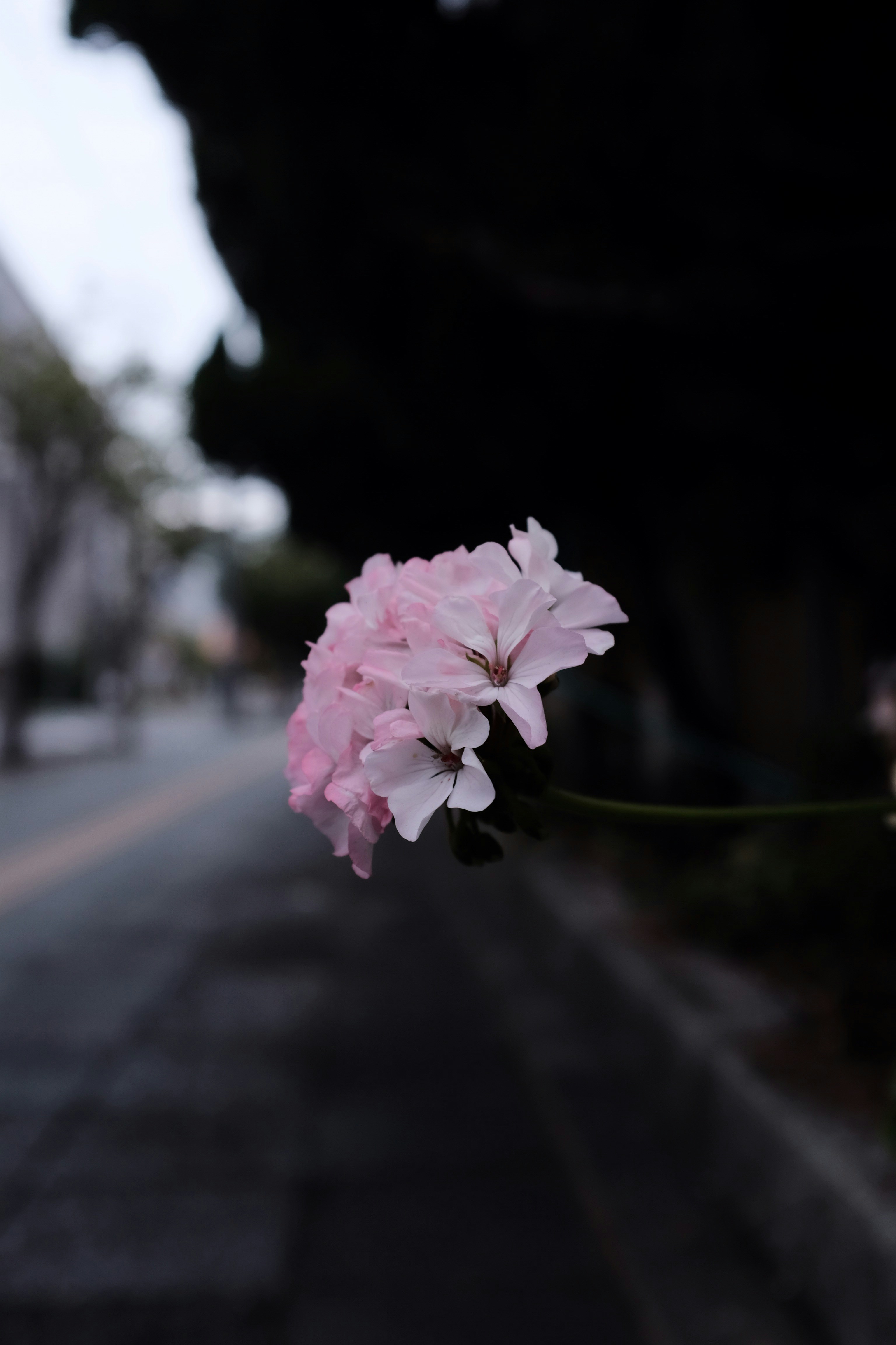 Pink Geranium by Urban Roadside