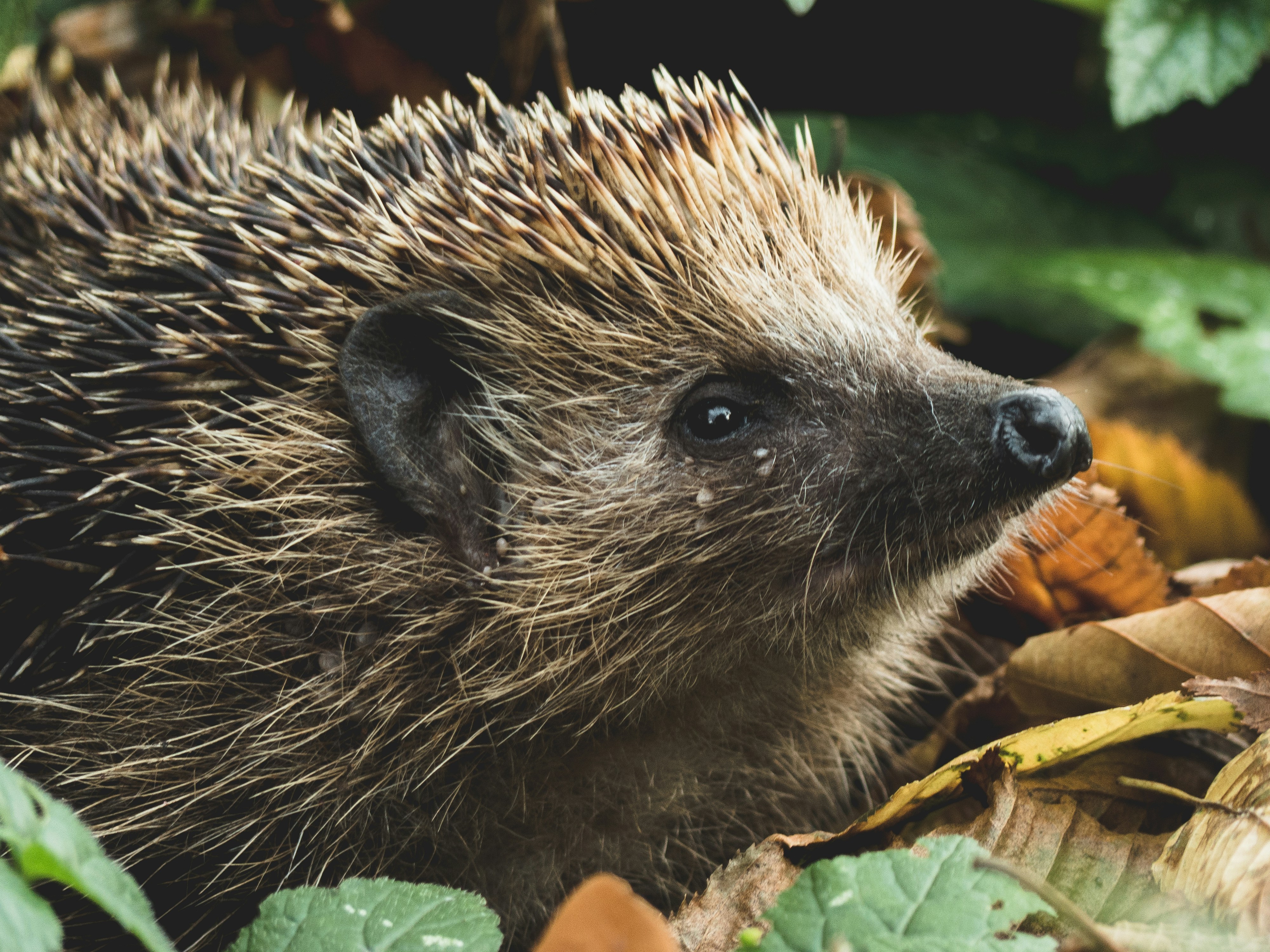 Hedgehog Among Fallen Leaves