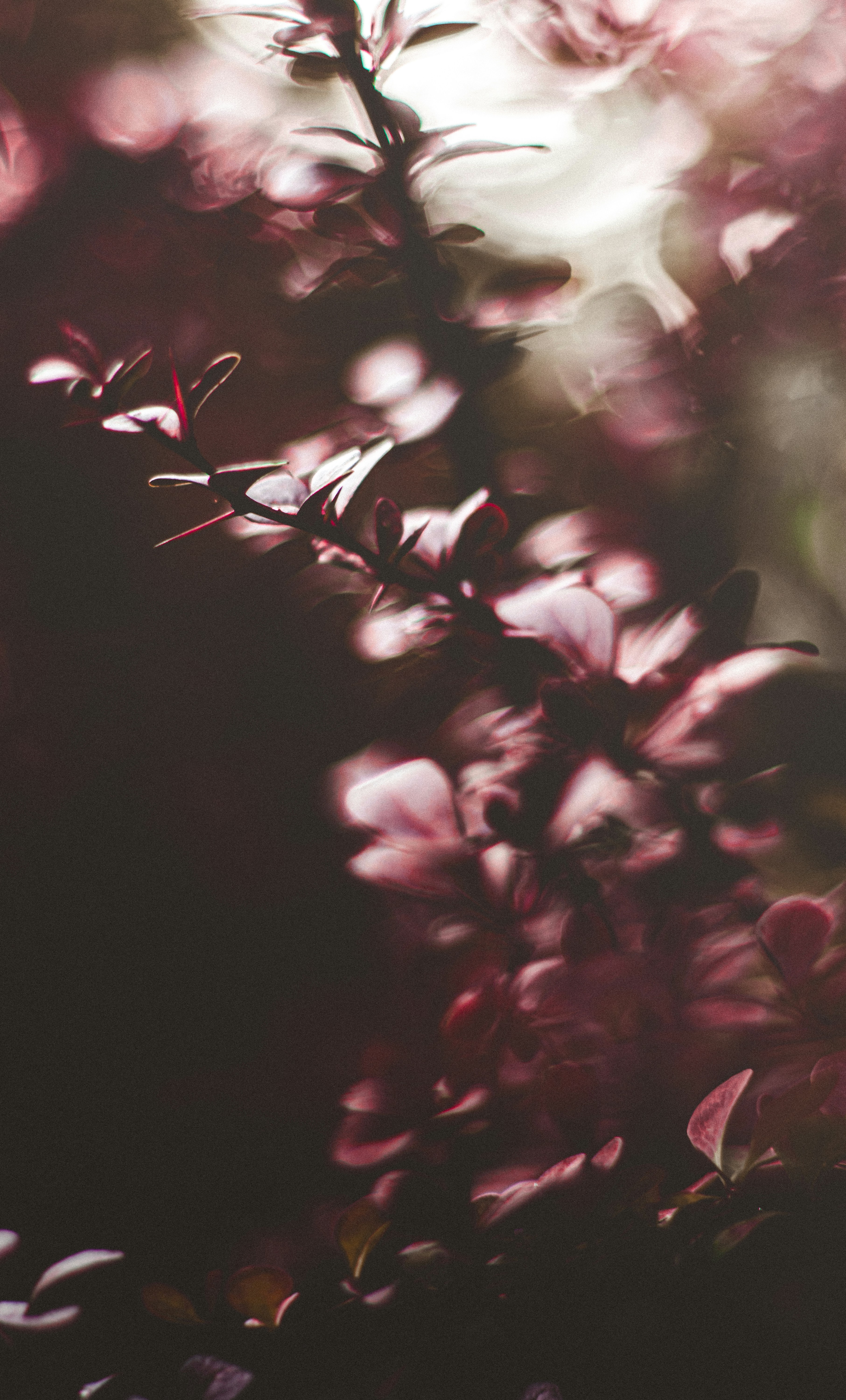 Backlit Crimson Plant Foliage