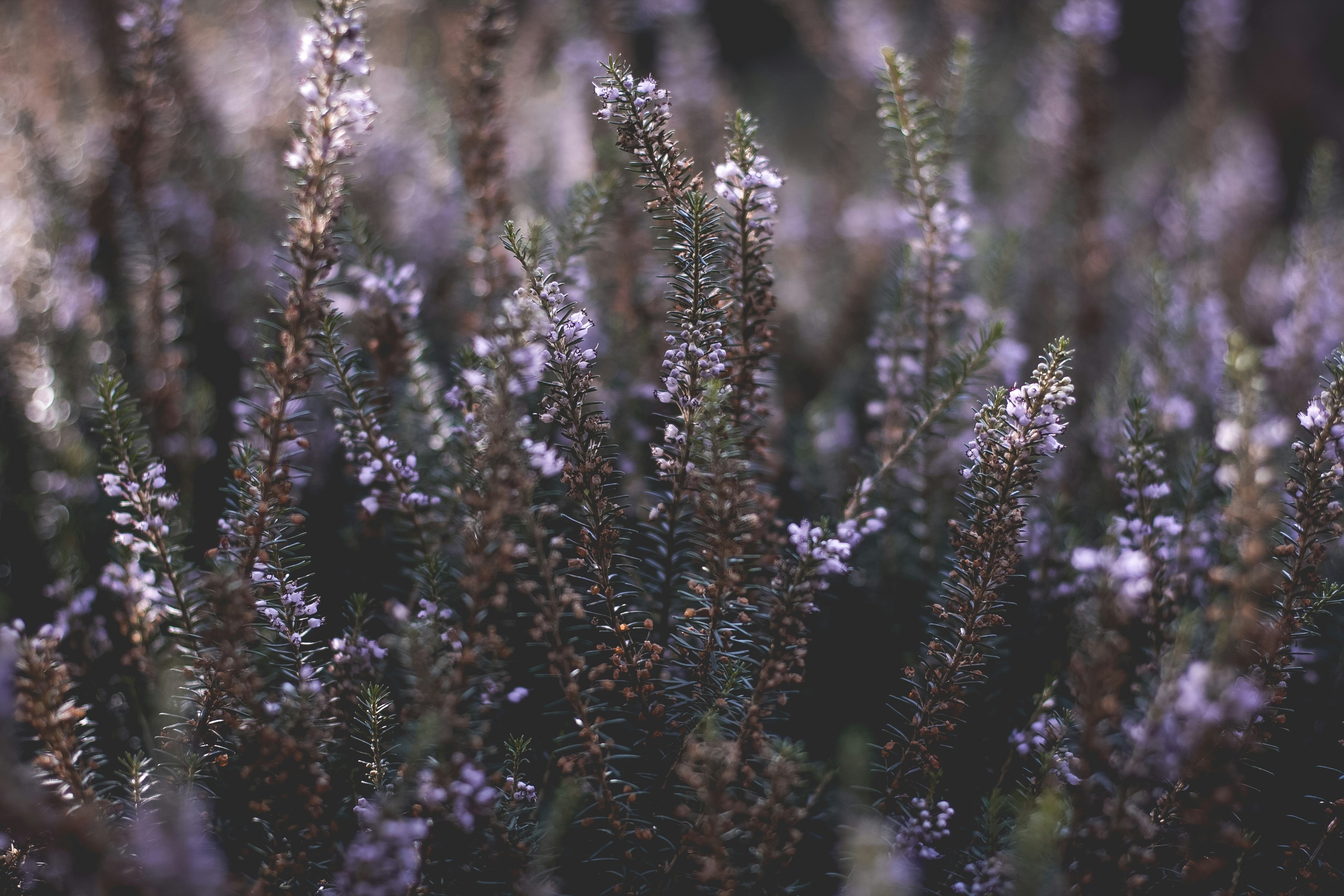 Close-up of Blooming Heather Flowers