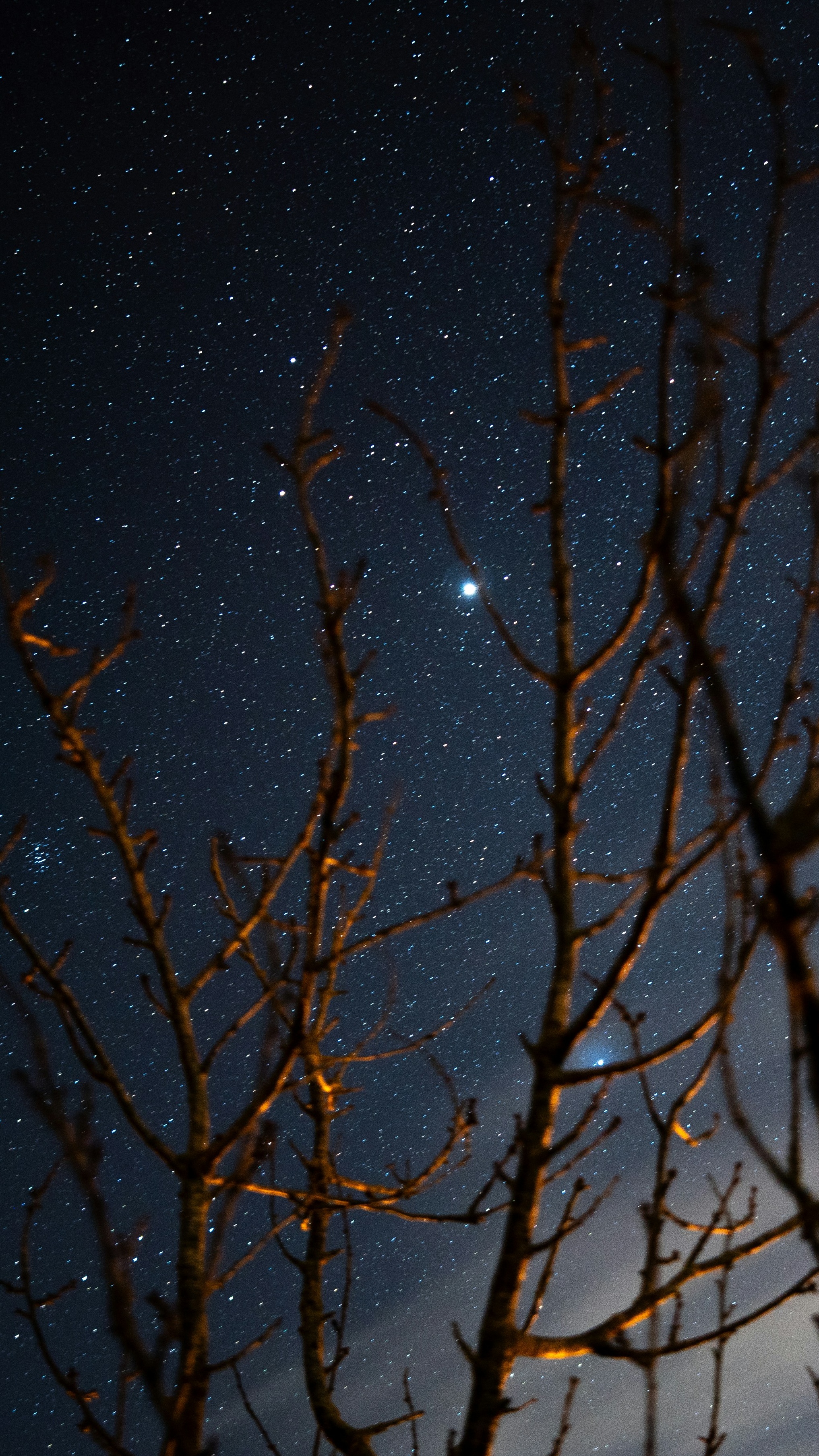 Bare Branches Under Starry Night Sky