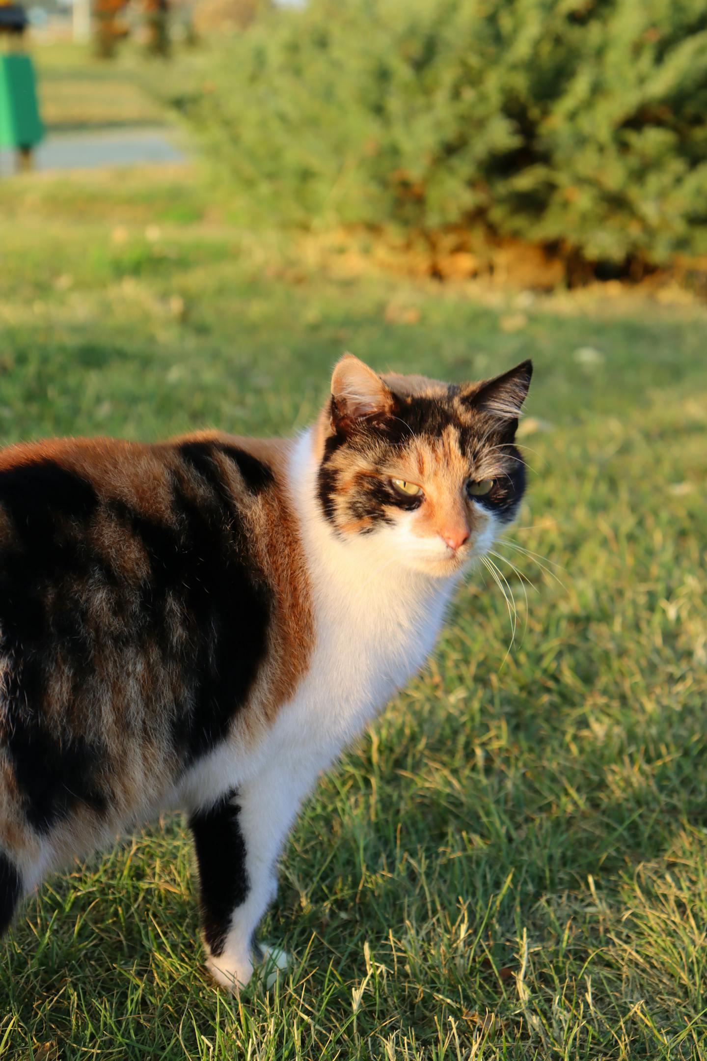 Calico Cat Standing On Grass