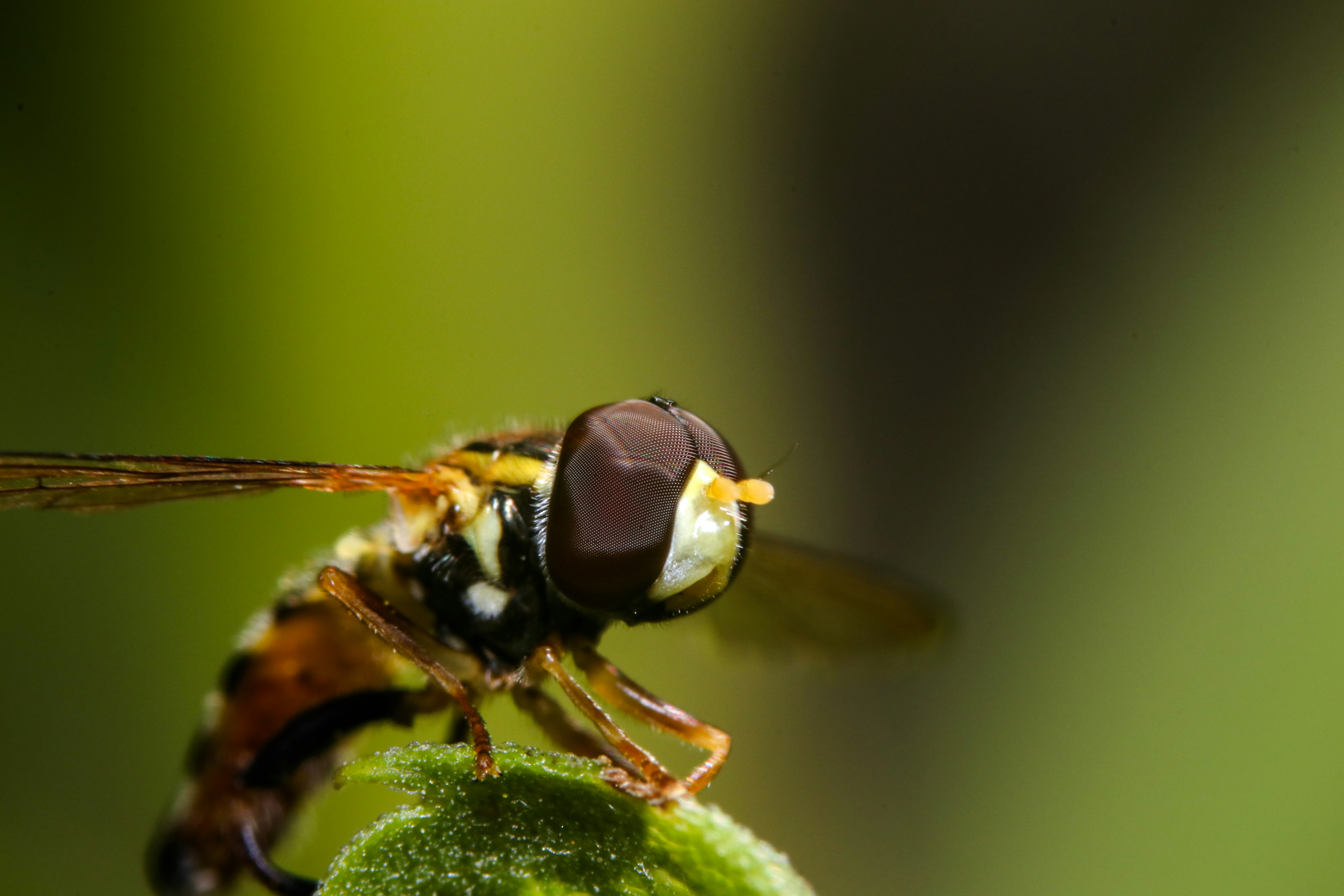 Hoverfly Perched on Green Leaf