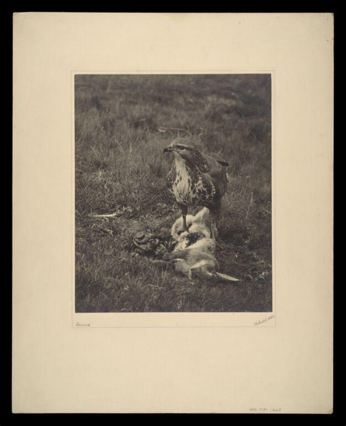 Buzzard with Captured Prey